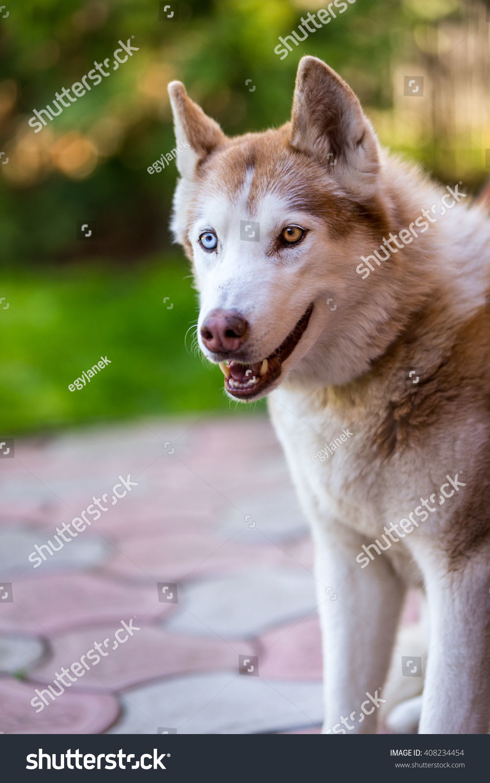 are siberian huskies intelligent