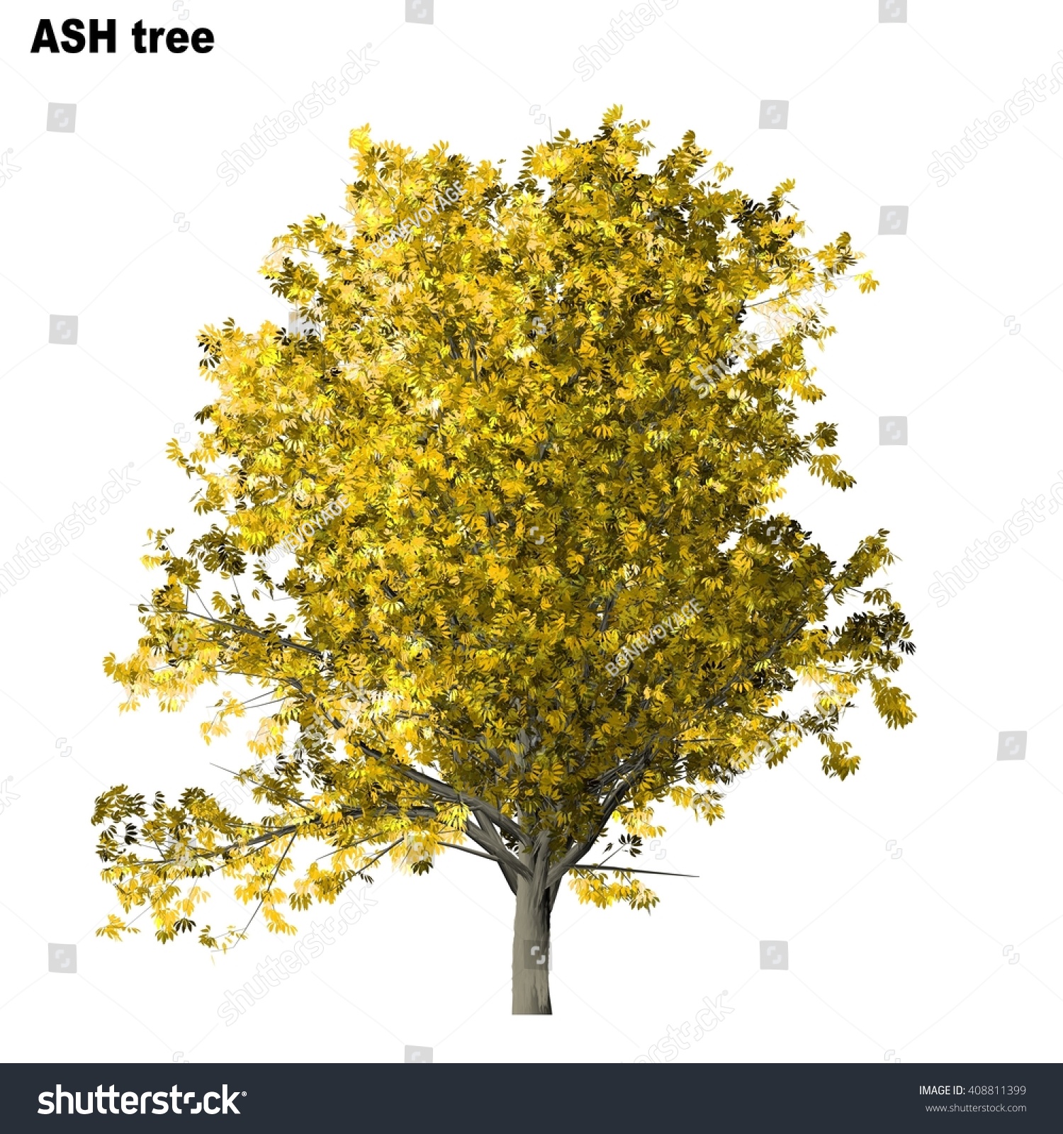 Ash Tree Isolated On White Background Stock Illustration 408811399