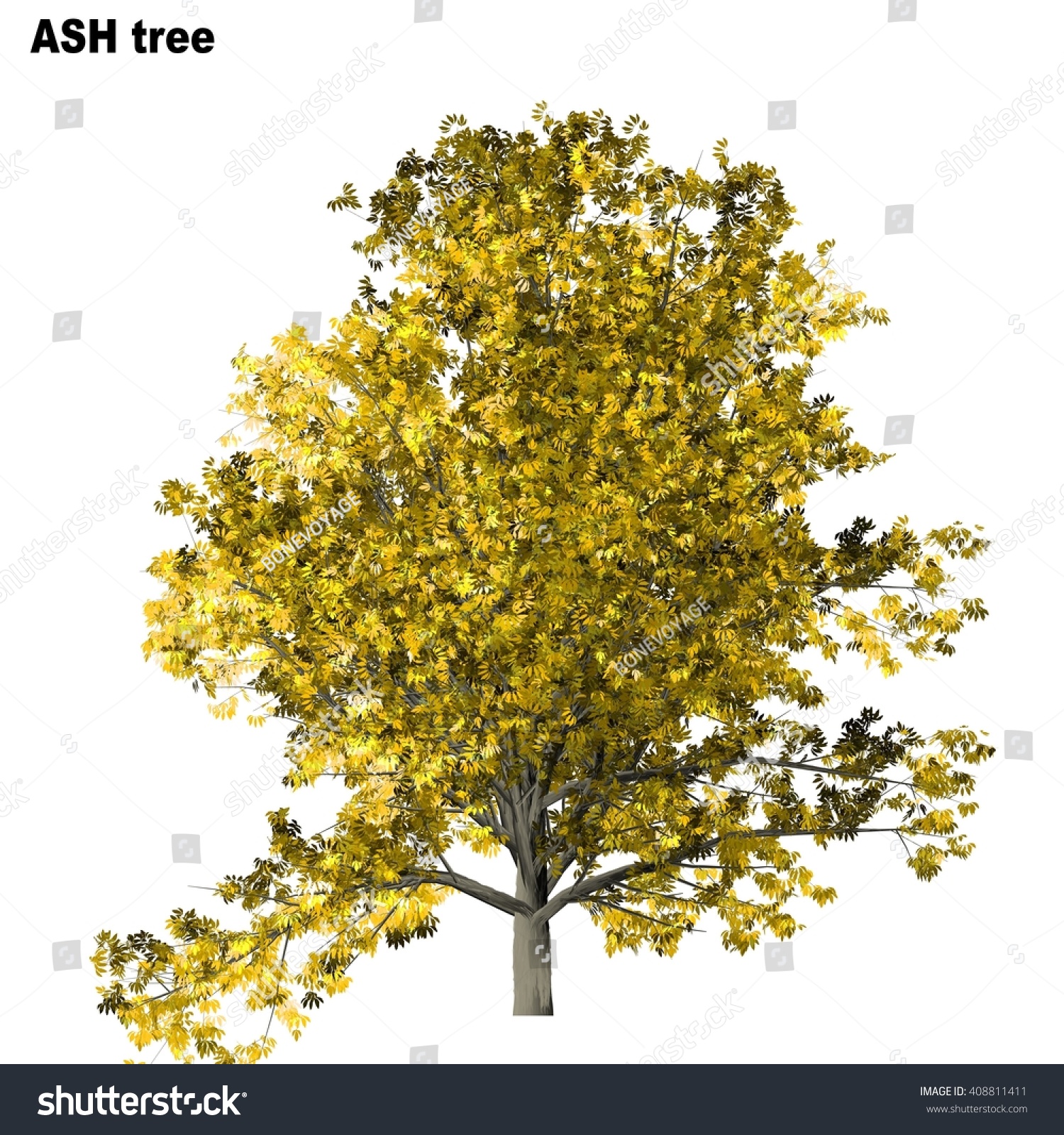 Ash Tree Isolated On White Background Stock Illustration 408811411