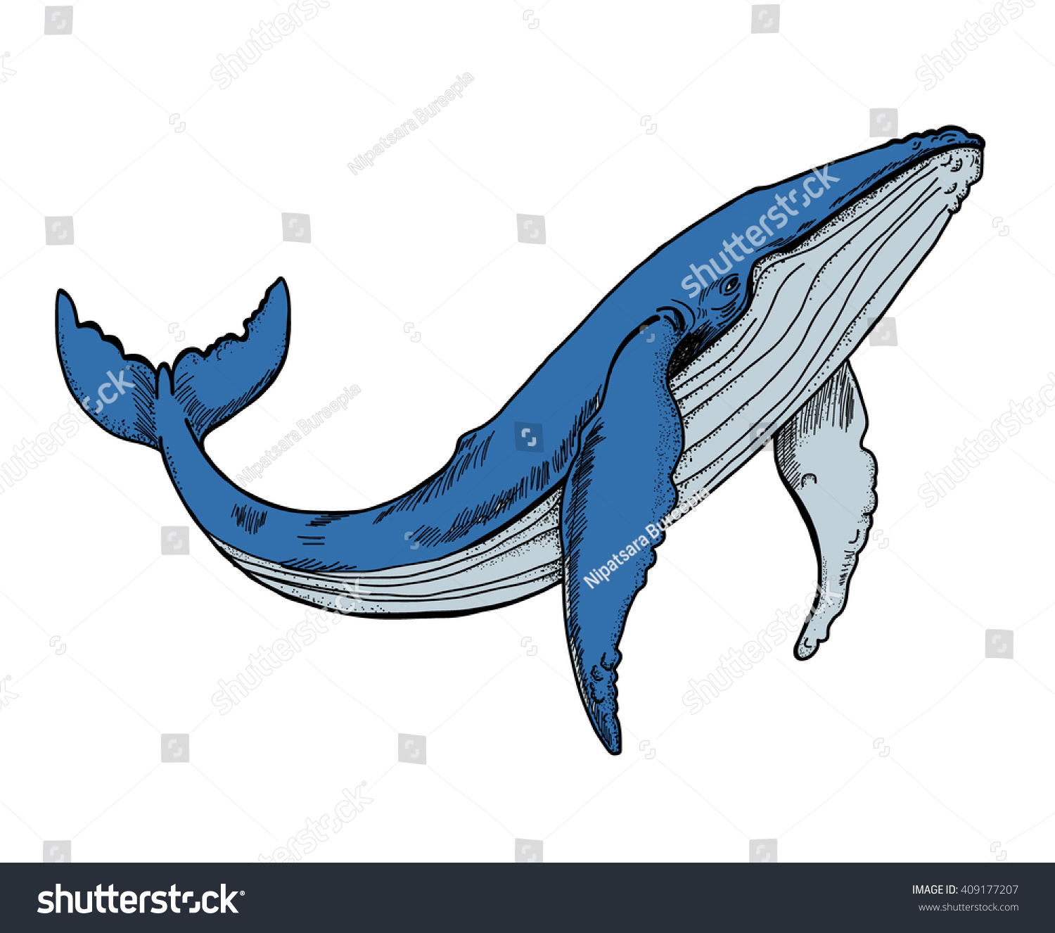 Горбатый кит рисунок для детей