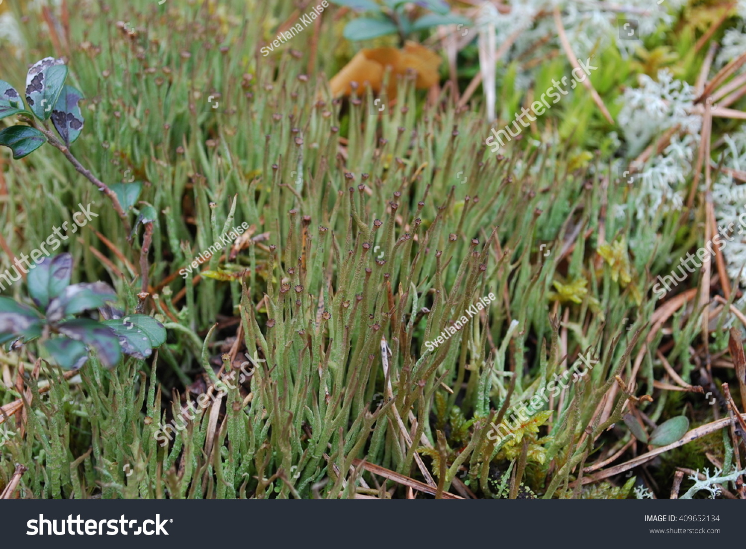 bryophytes hornworts