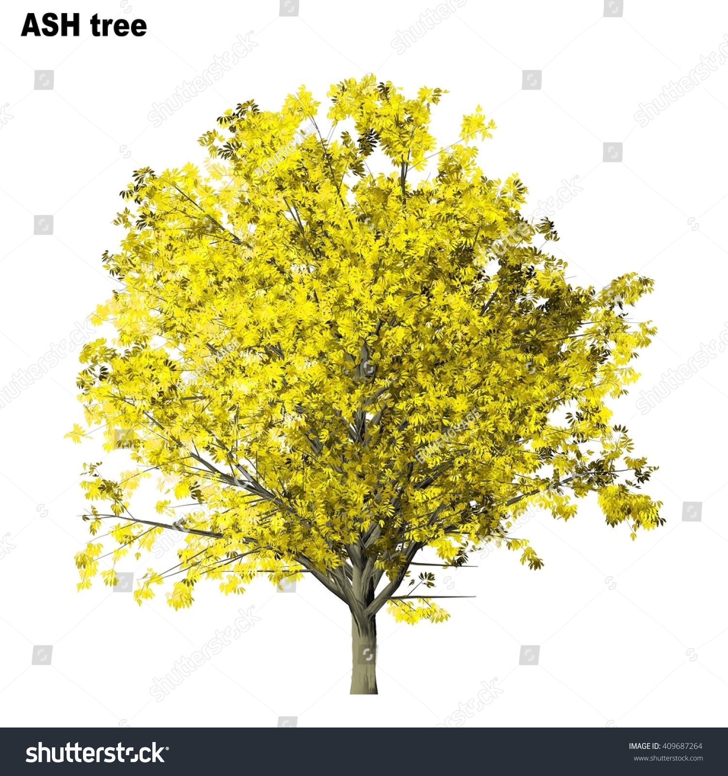 Ash Tree Isolated On White Background Stock Illustration 409687264