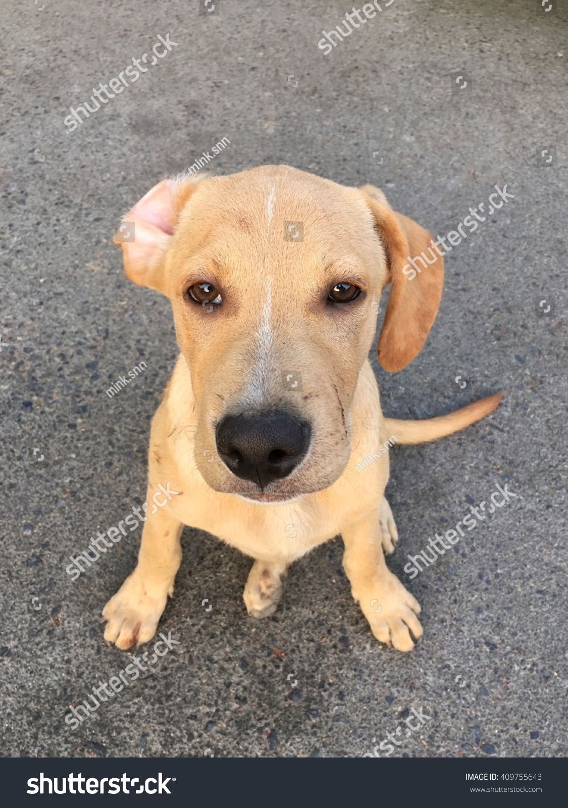 Pitbull Golden Retriever Mix Puppy Cross Stock Photo 409755643