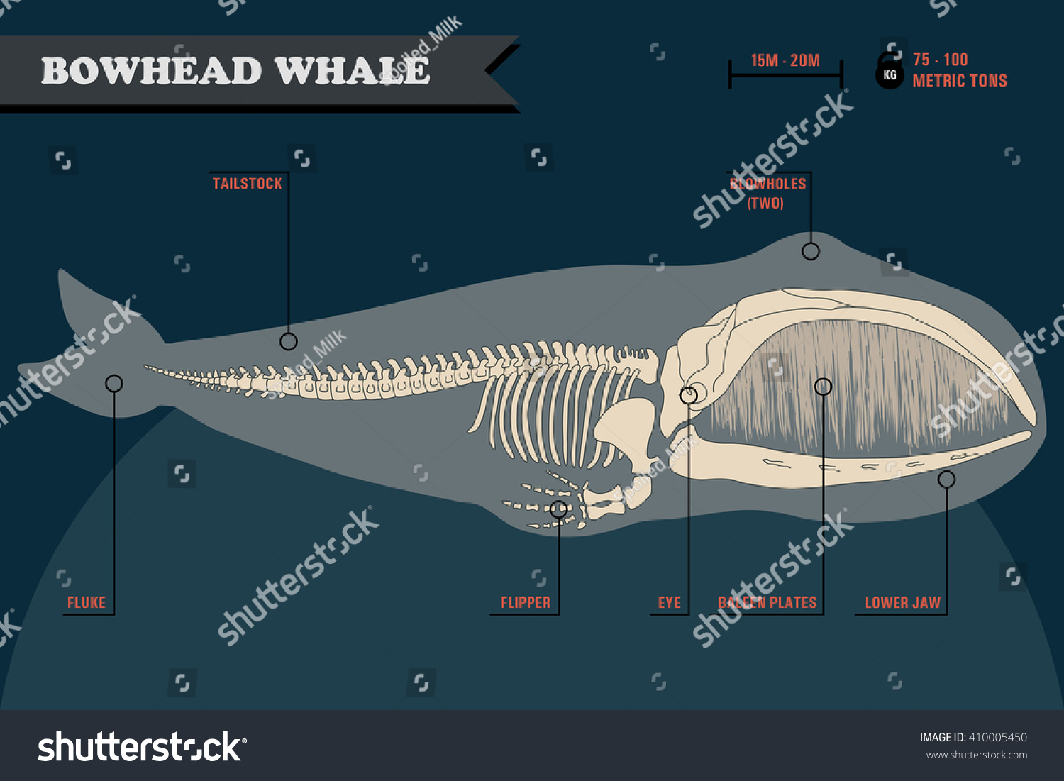 blue whale skull diagram
