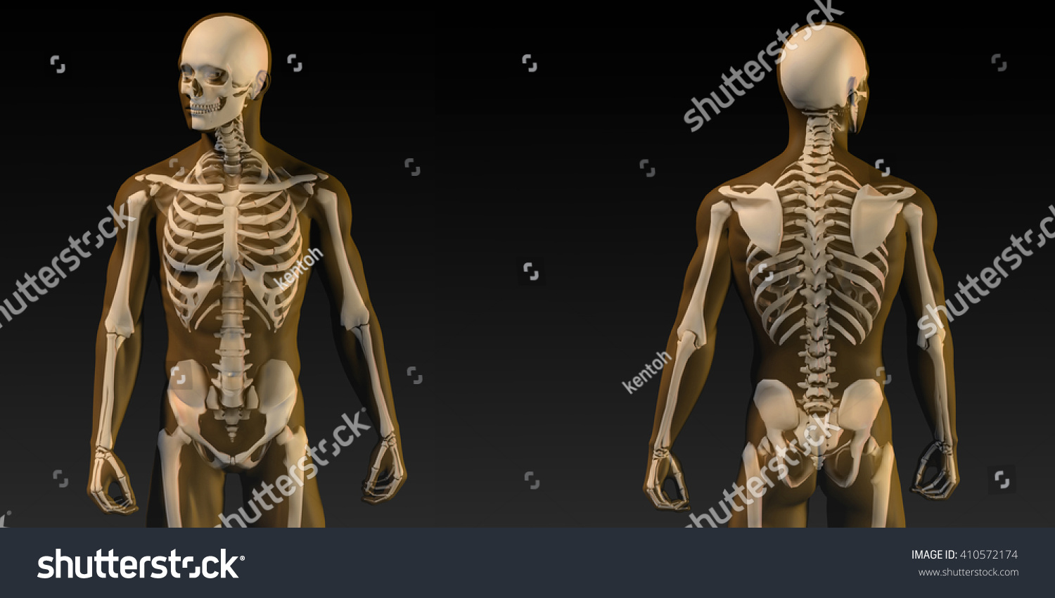 Human Anatomy Visible Skeleton Muscles Art Stock Illustration 410572174 ...