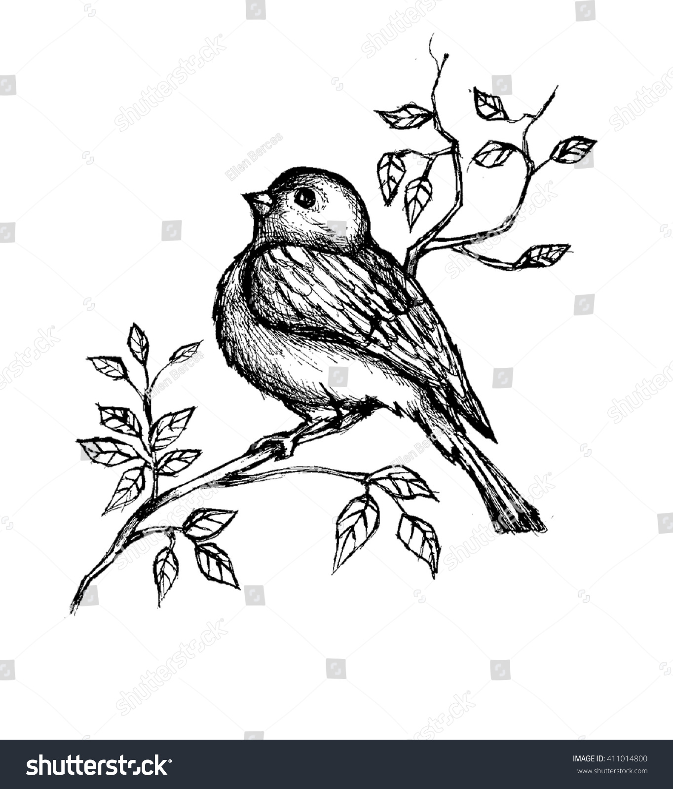 Line Drawing Songbird On Branch Stock Vector (Royalty Free) 411014800 ...