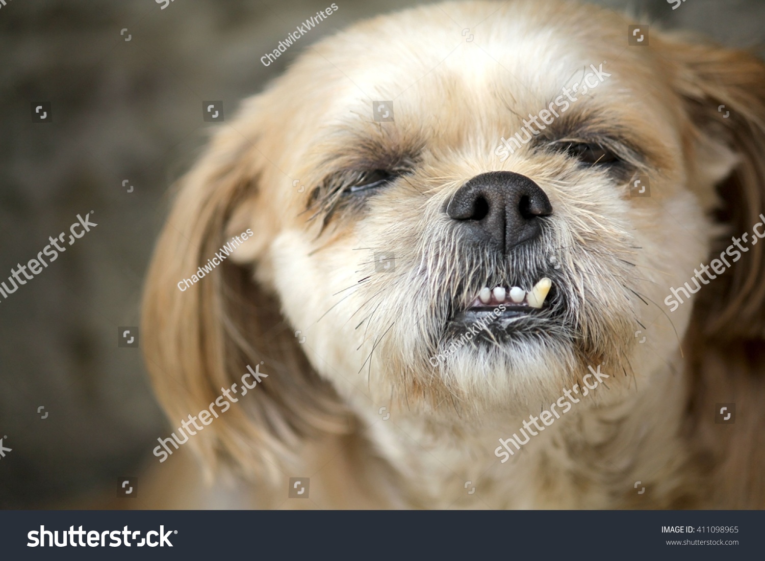 what does an overbite look like on a dog