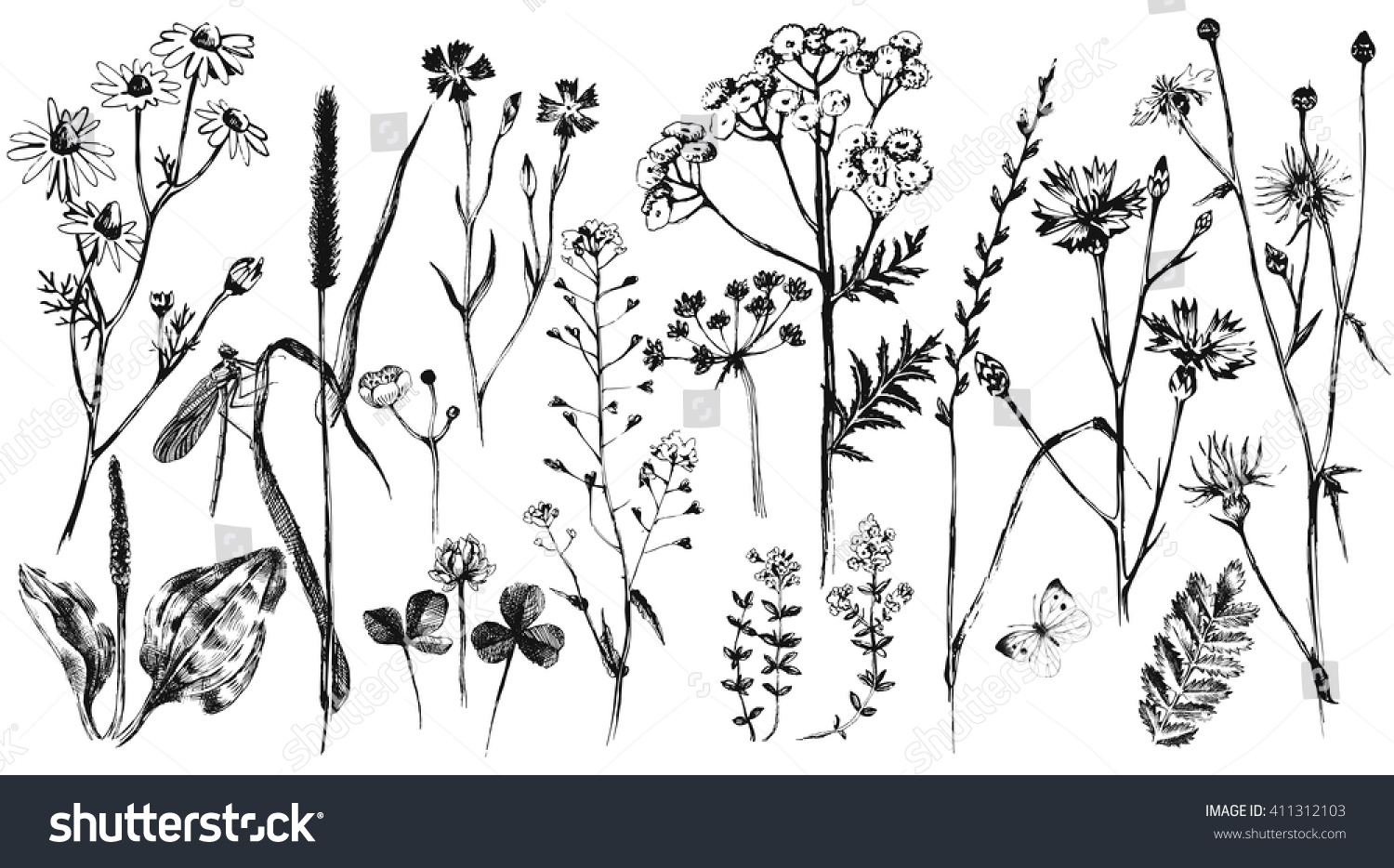 Hand Drawn Set Black White Herbs Stock Vector (Royalty Free) 411312103 ...