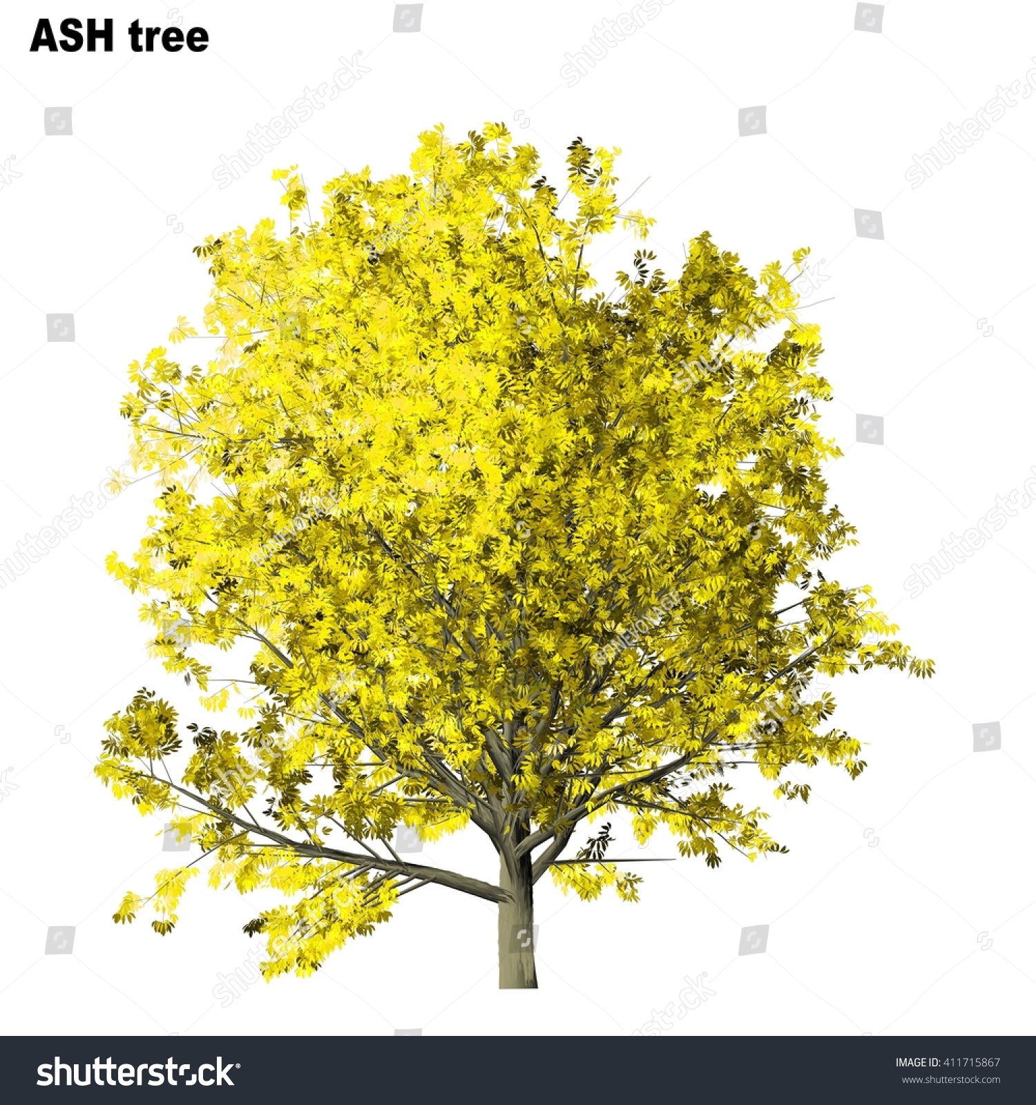 Ash Tree Isolated On White Background Stock Illustration 411715867