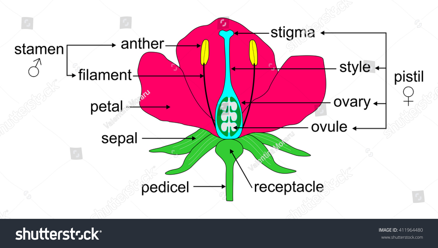 educational-illustration-angiosperm-flower-morphology-vetor-stock