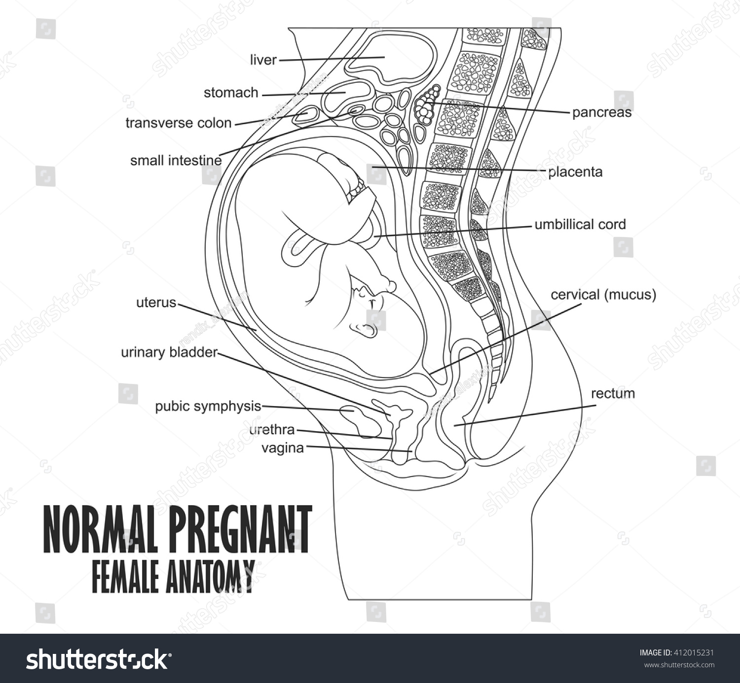 Анатомия беременной женщины в картинках
