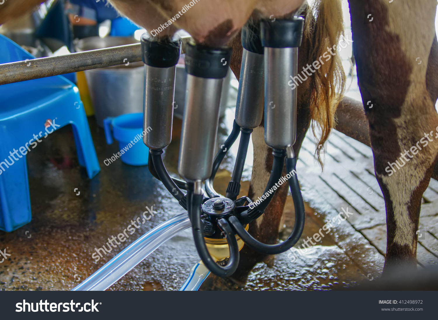 Cow Milking Facility Mechanized Milking Equipment Stock Photo Shutterstock