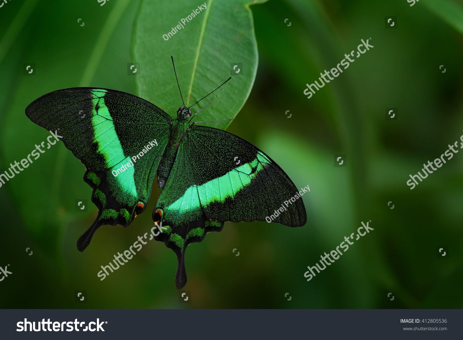 Green Swallowtail Butterfly Papilio Palinurus Insect Stock Photo ...