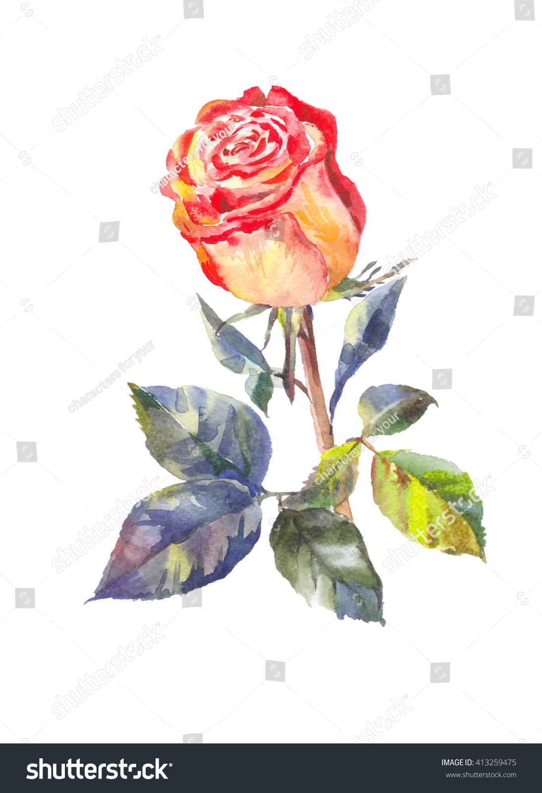 Handdrawn Garden Rose On White Background Stock Illustration 413259475 ...
