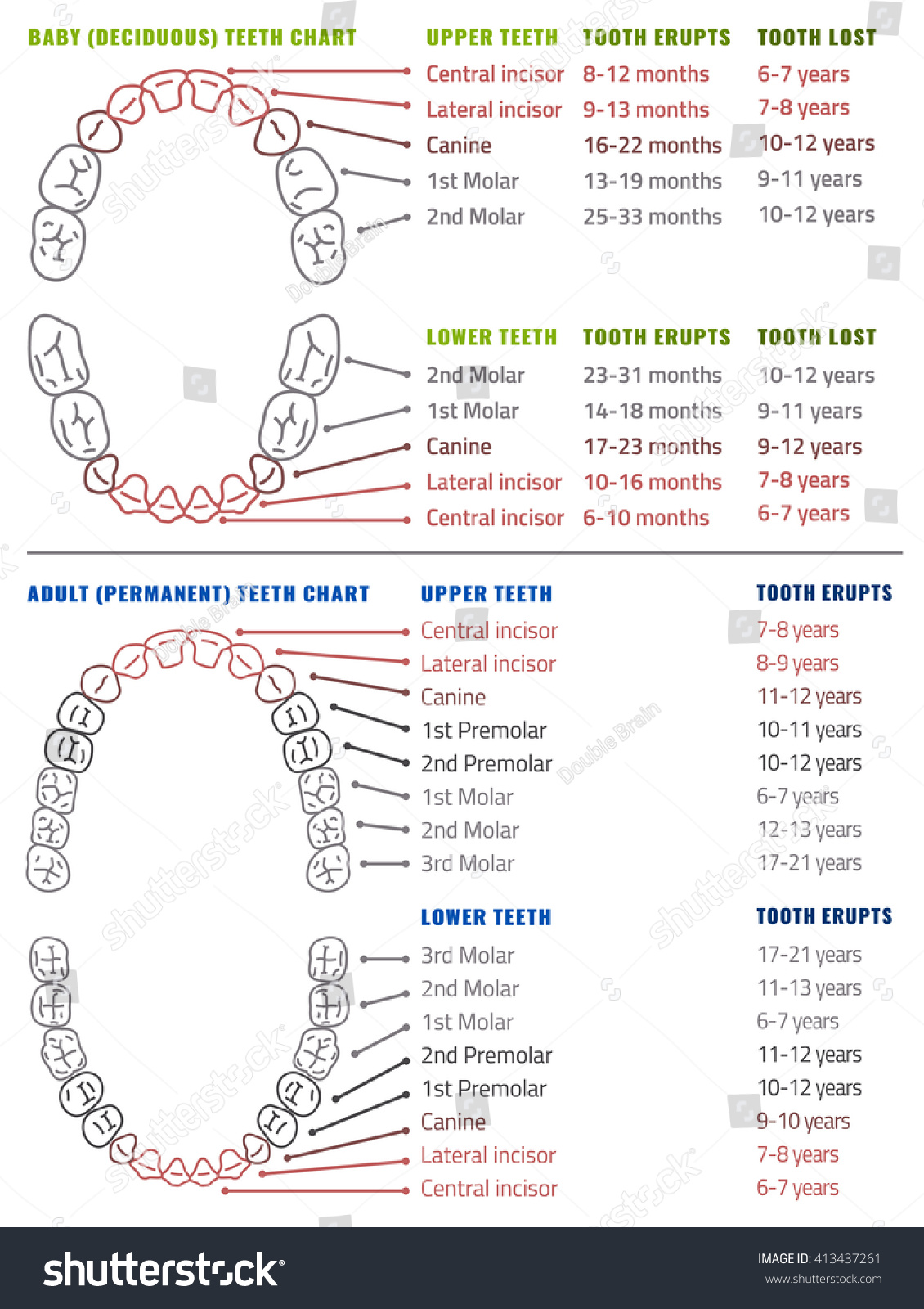 Baby Adult International Tooth Arrival Chart Stock Vector (Royalty Free ...