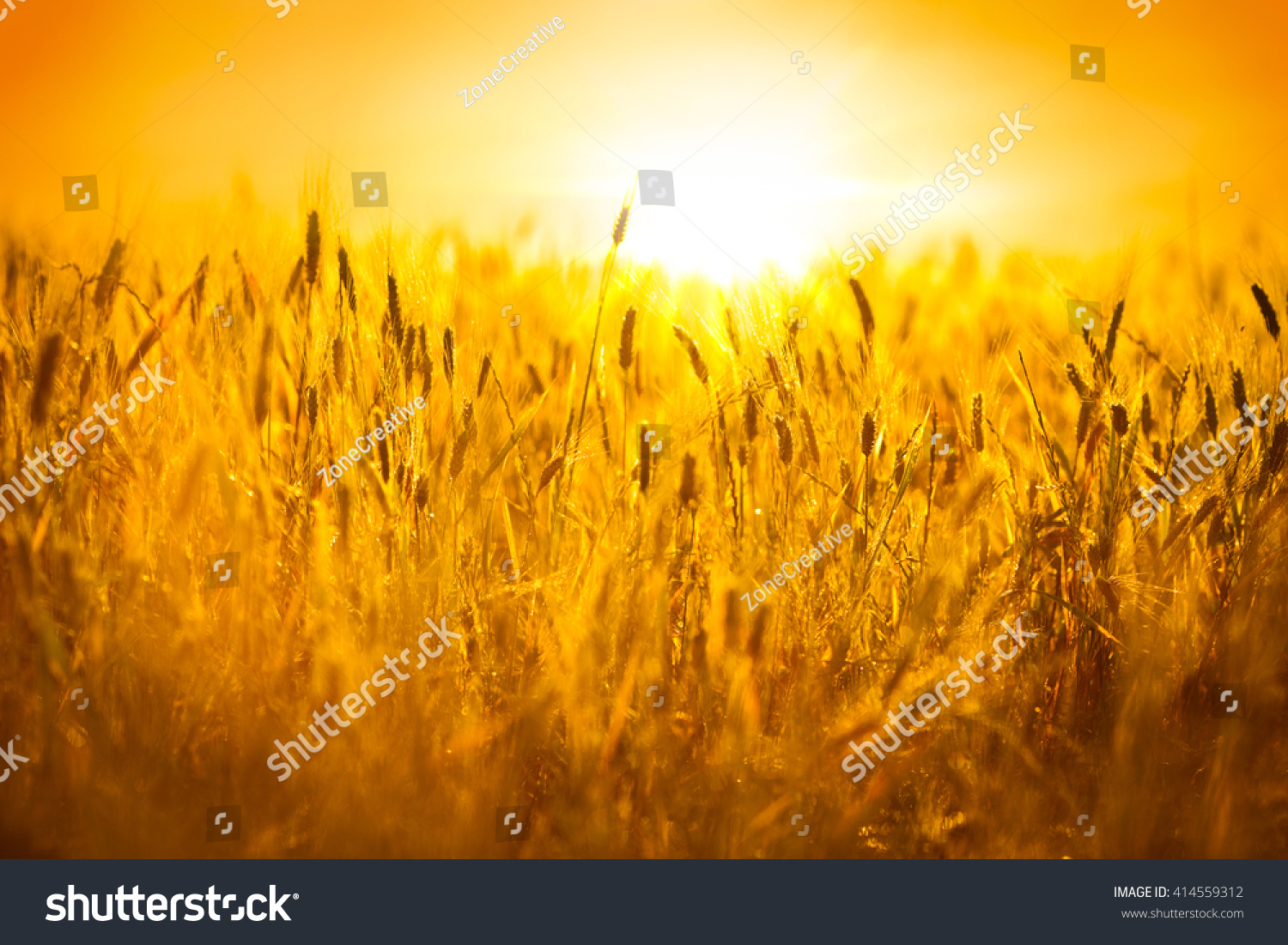 Пшеничное поле залитое солнцем