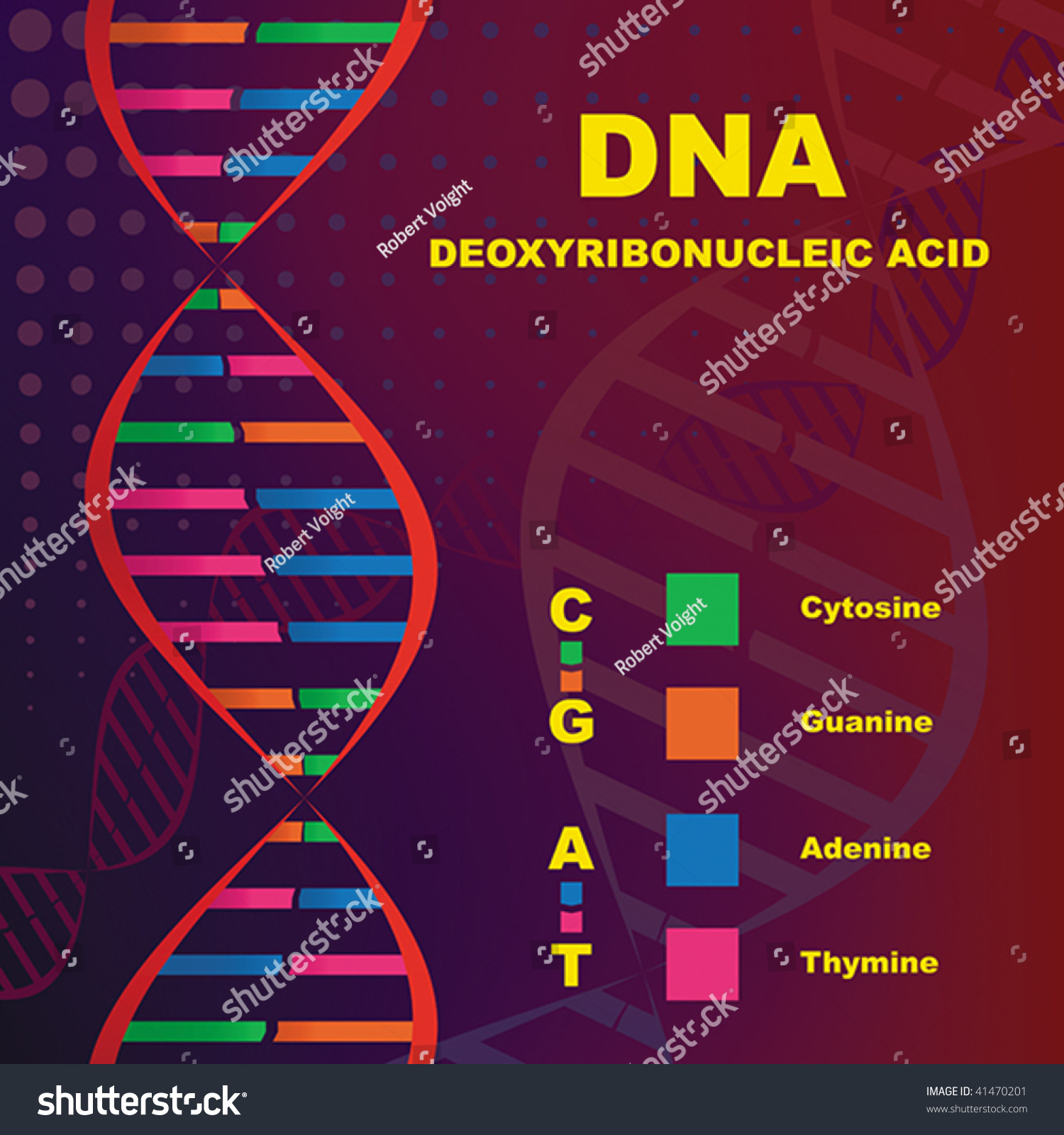 Structure Deoxyribonucleic Acid Dna เวกเตอร์สต็อก ปลอดค่าลิขสิทธิ์ 41470201 Shutterstock 7687