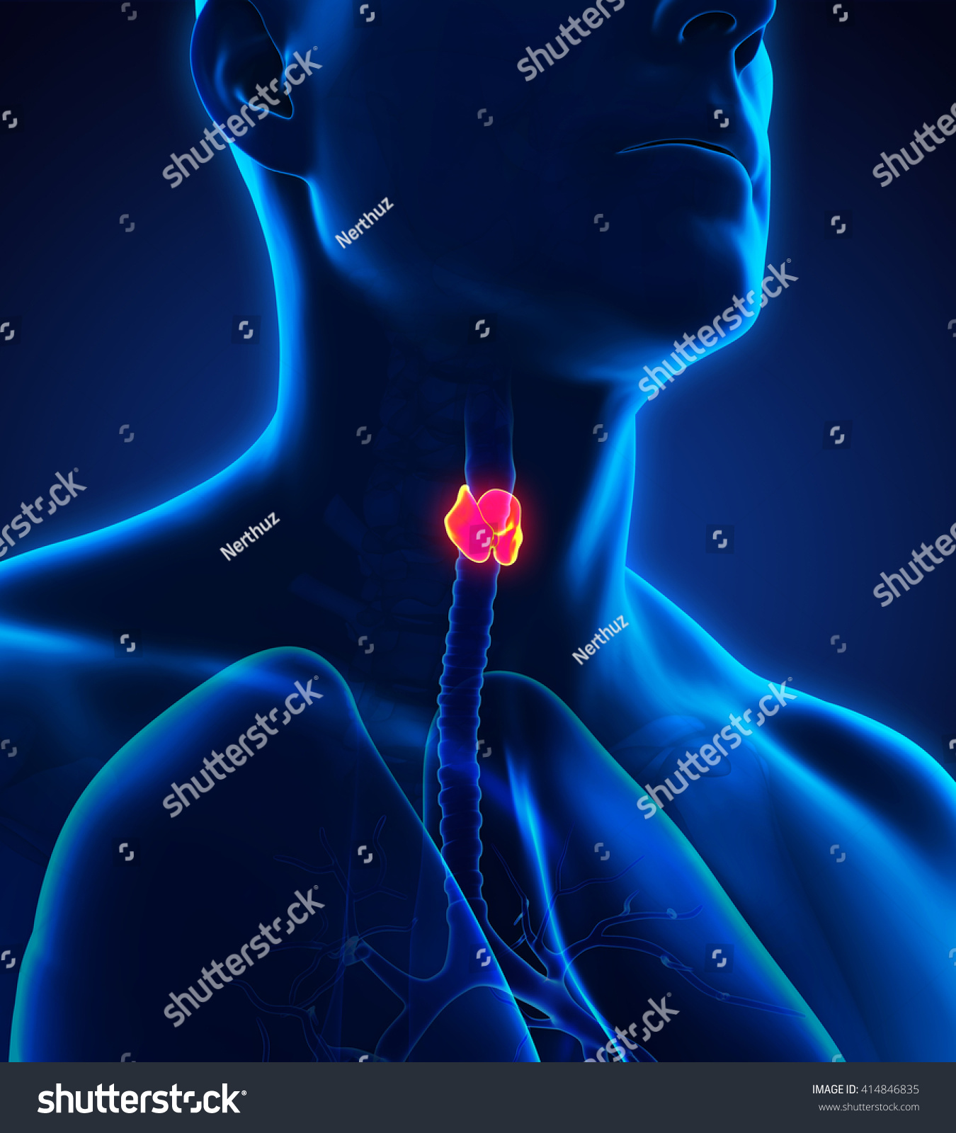 Human Thyroid Gland Anatomy Illustration 3d Stock Illustration 414846835 Shutterstock