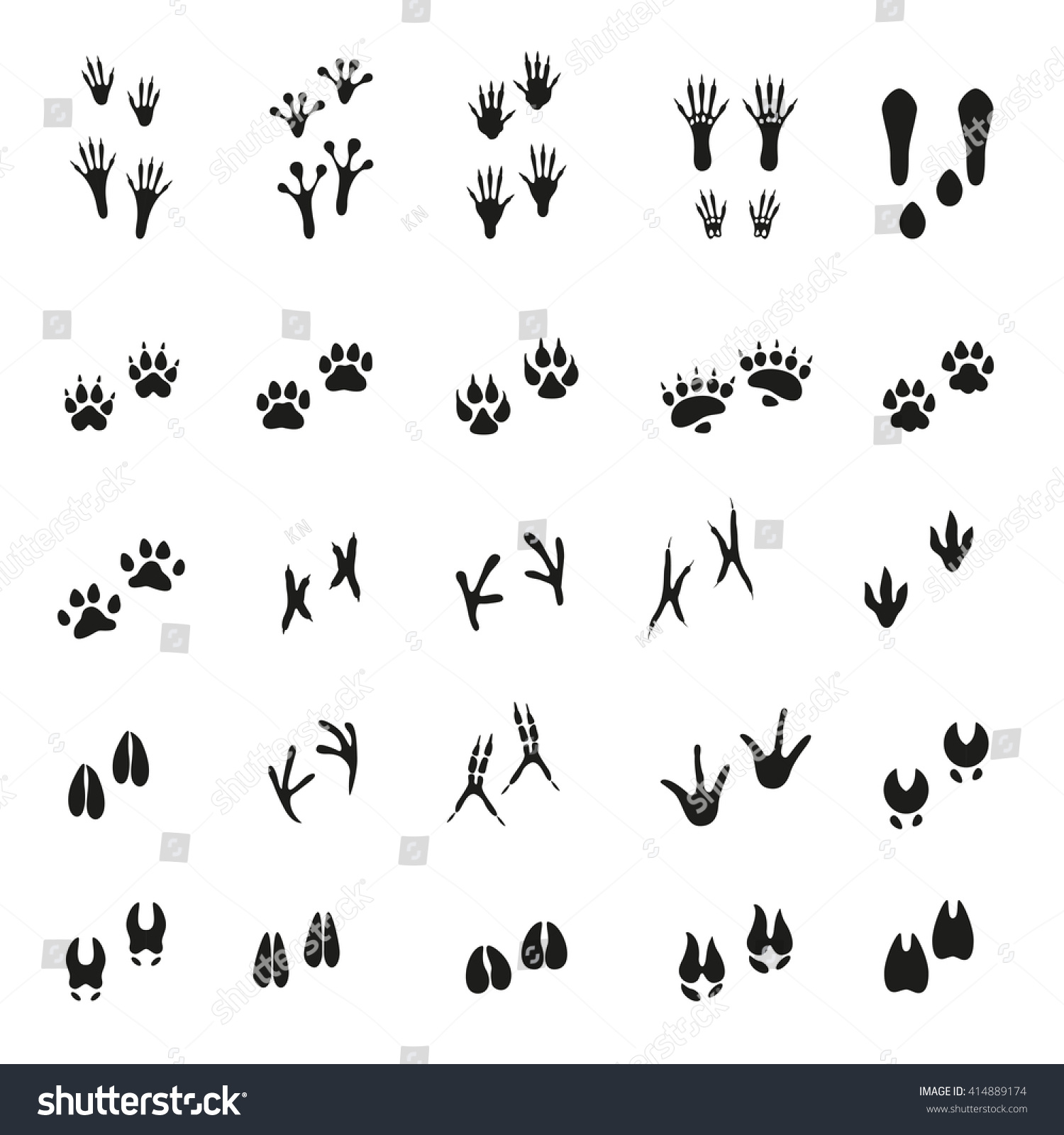 Set Traces Animals Birds Vector Illustration Stock Vector (Royalty Free ...