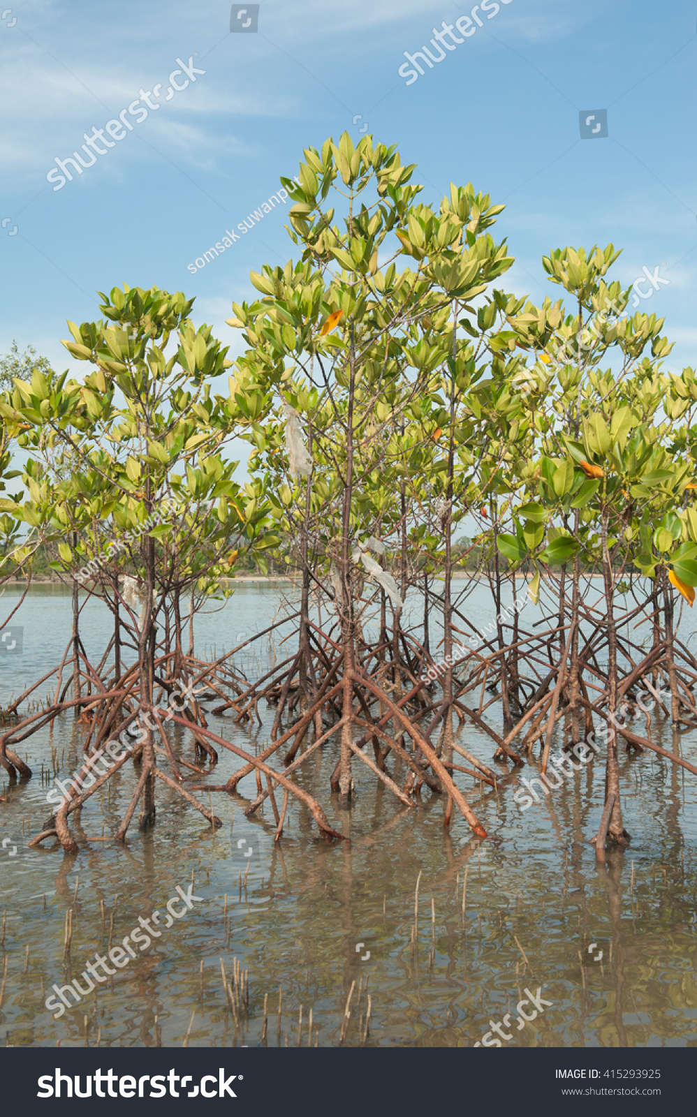 Mangrove Tree Preserve Ecosystem Stock Photo 415293925 | Shutterstock