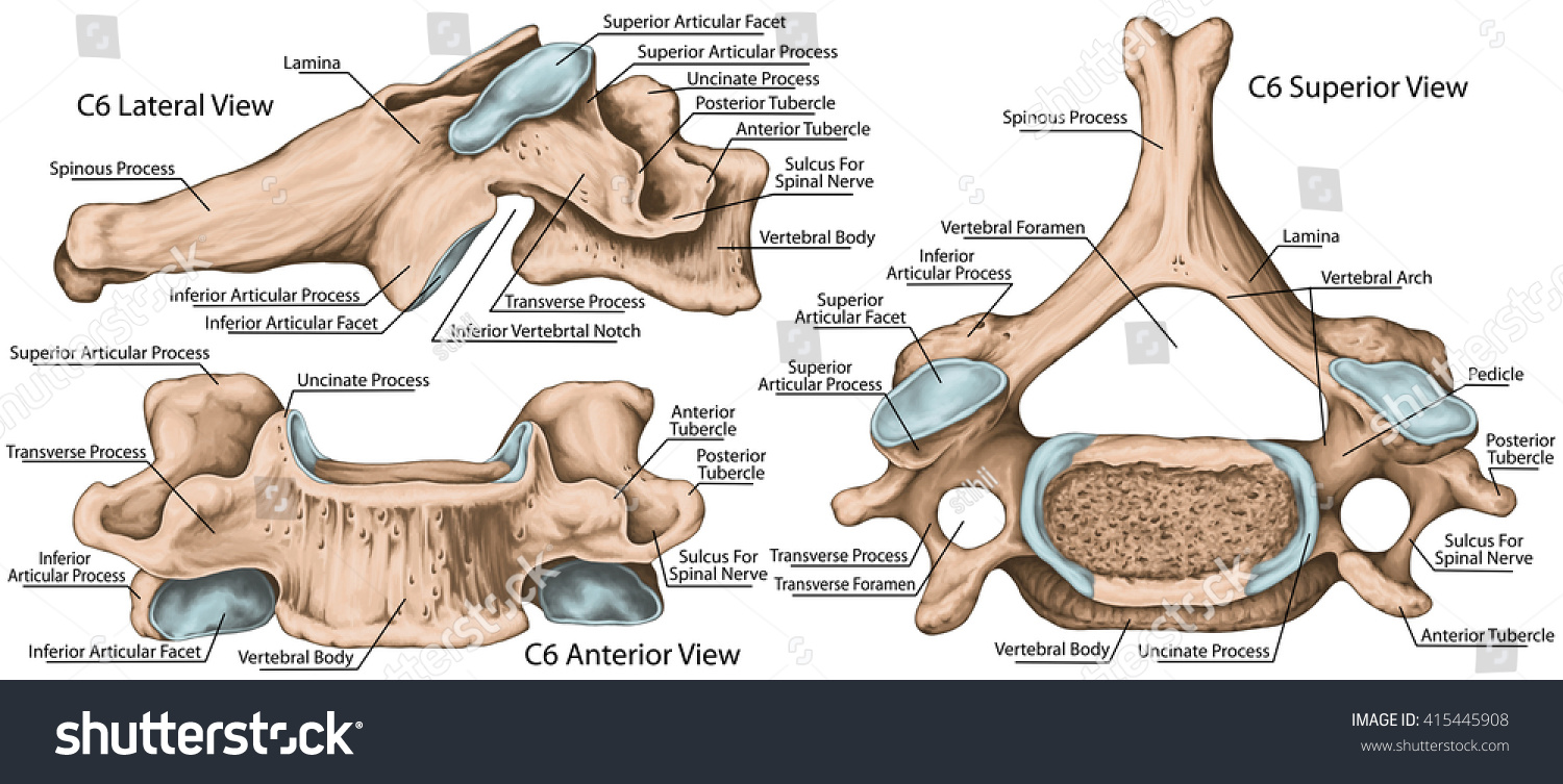 Superior view перевод. Vertebrae cervicales анатомия. Анатомия 3д позвоночник. Vertebra разрез. Vertebral Anatomy.