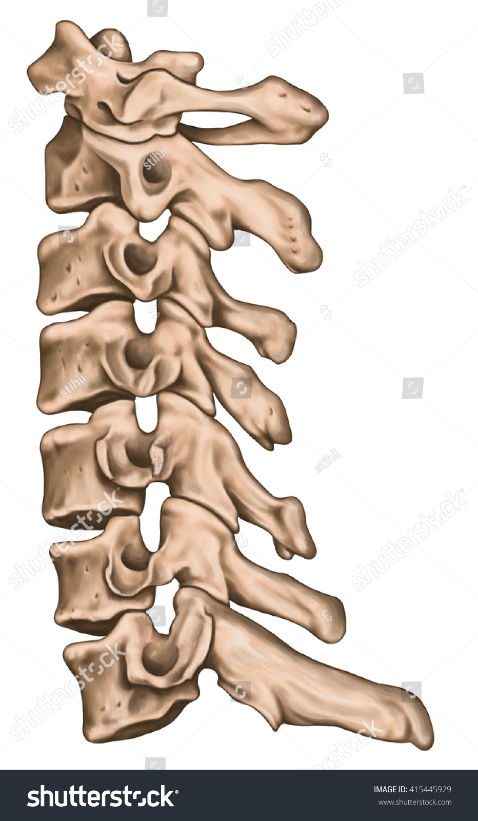 Cervical Spine Structure Vertebral Bones Cervical Stock Illustration Shutterstock