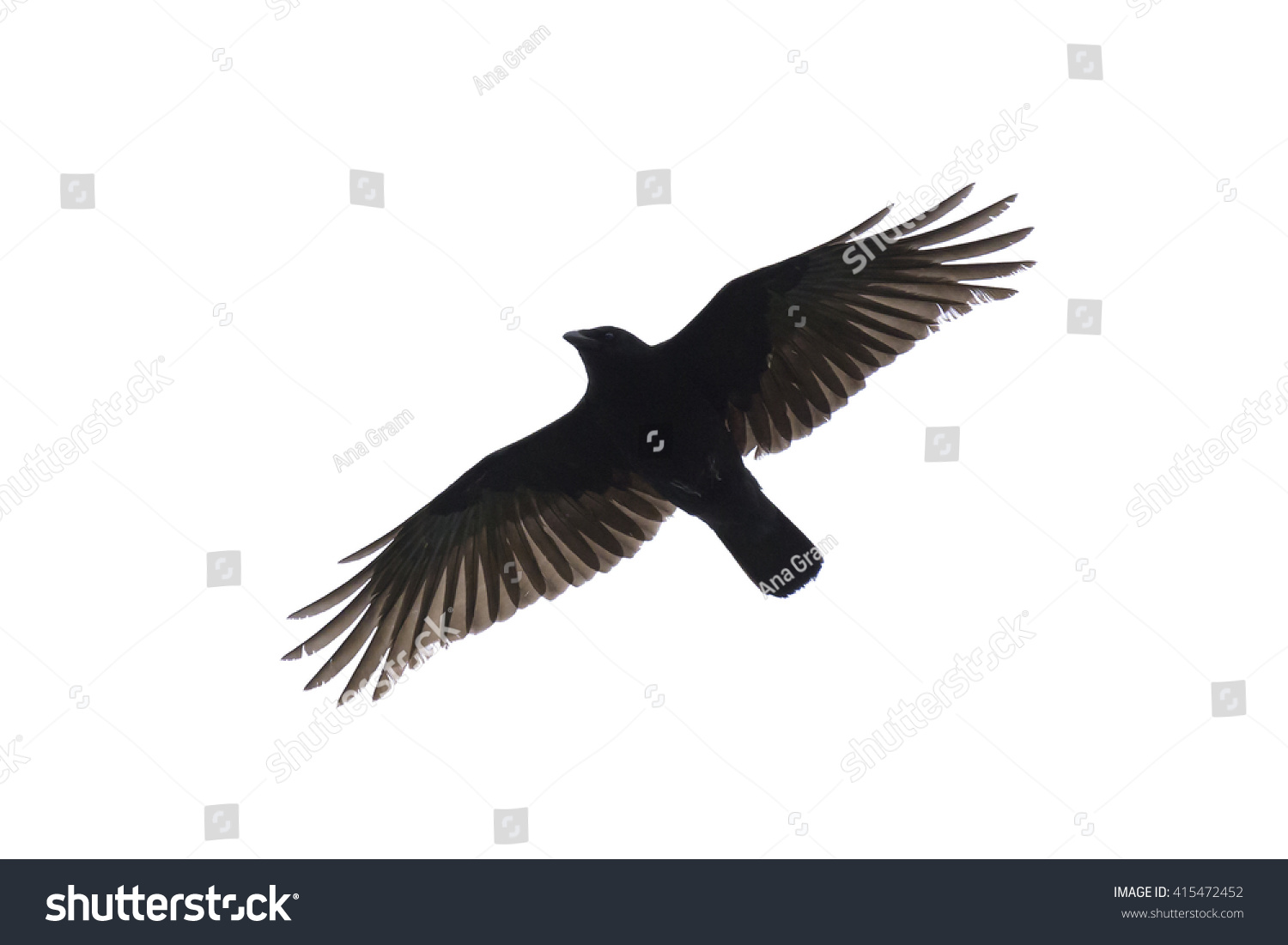 Silhouette Carrian Crow Widespread Wings Isolated Stock Photo 415472452 ...