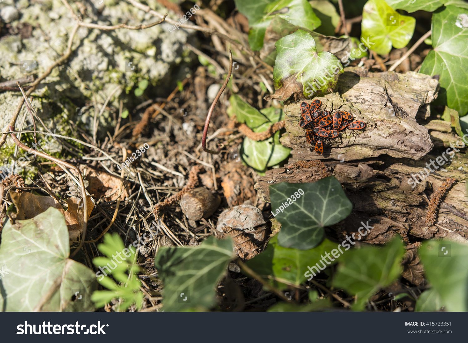 Family Bugs Basking Sun On Bark Stock Photo 415723351 | Shutterstock