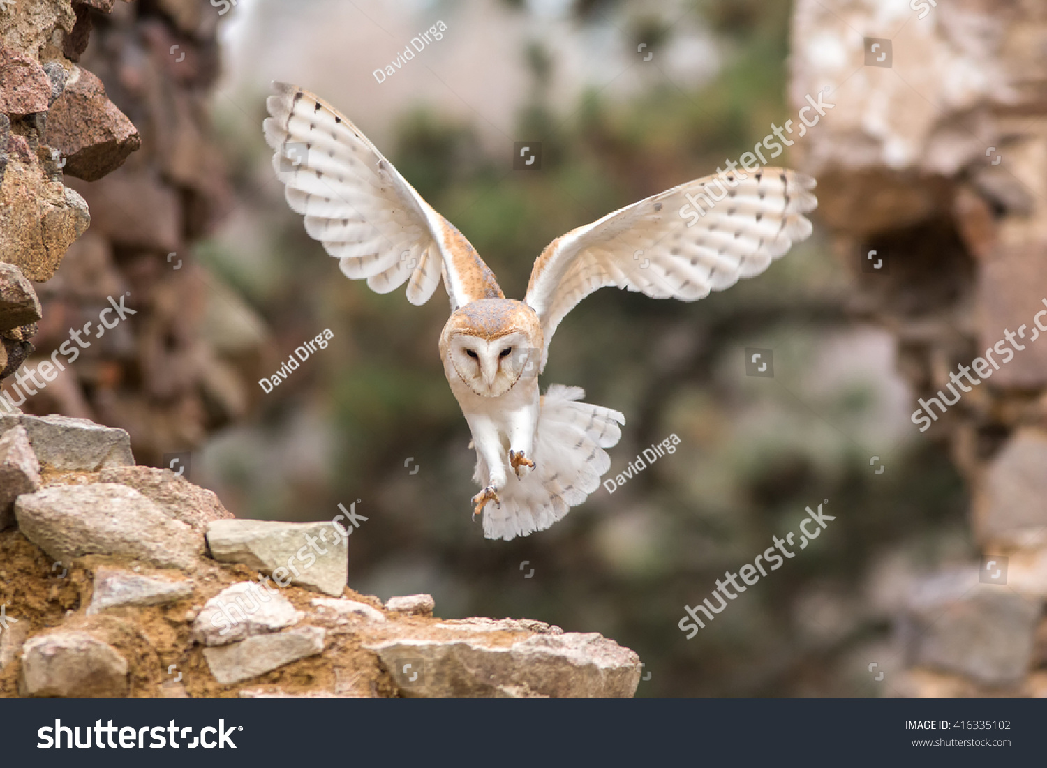 barn owl landing