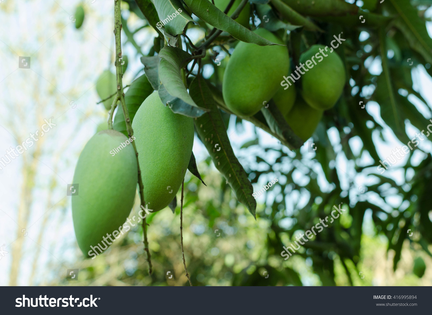 Fresh Mangoes Tropical Fruits Fresh On Stock Photo 416995894 | Shutterstock