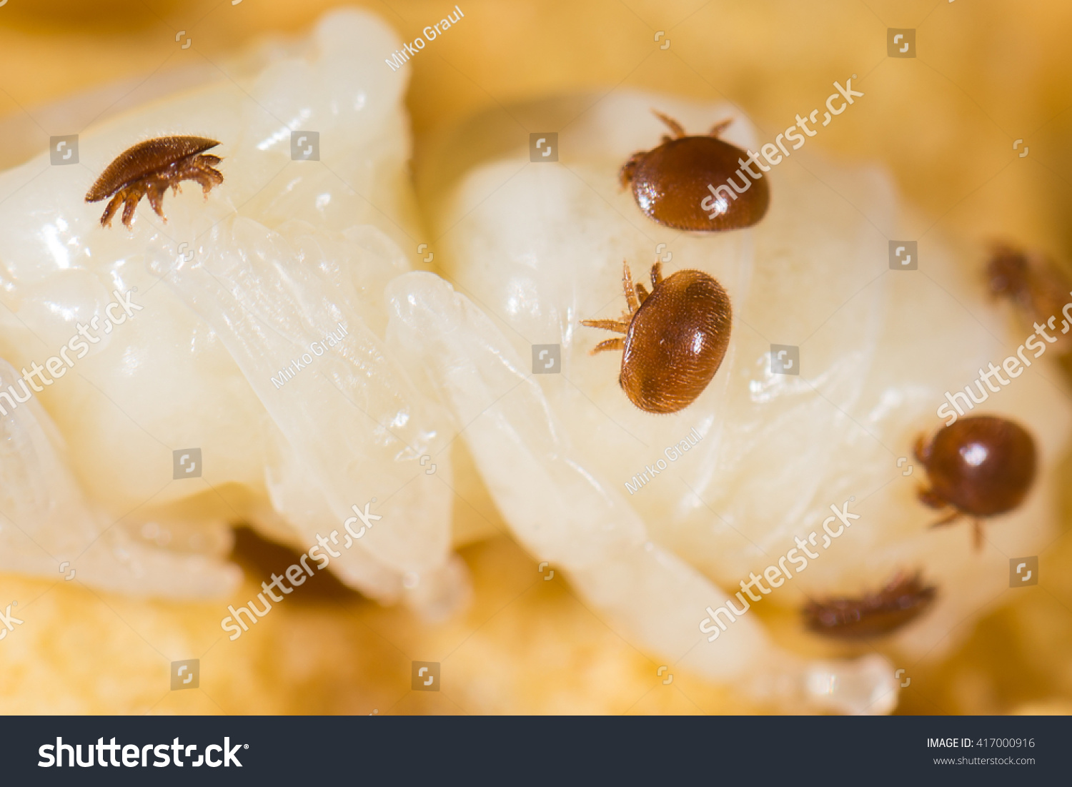 581 Varroa Mite Images, Stock Photos & Vectors | Shutterstock