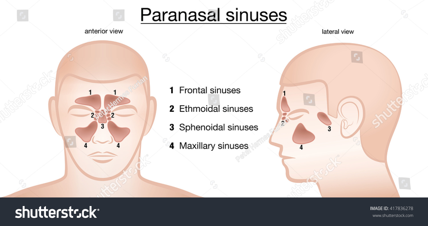 Stock Vektor „paranasal Sinuses Frontal Ethmoidal Sphenoidal Maxillary“ Bez Autorských Poplatků 9834