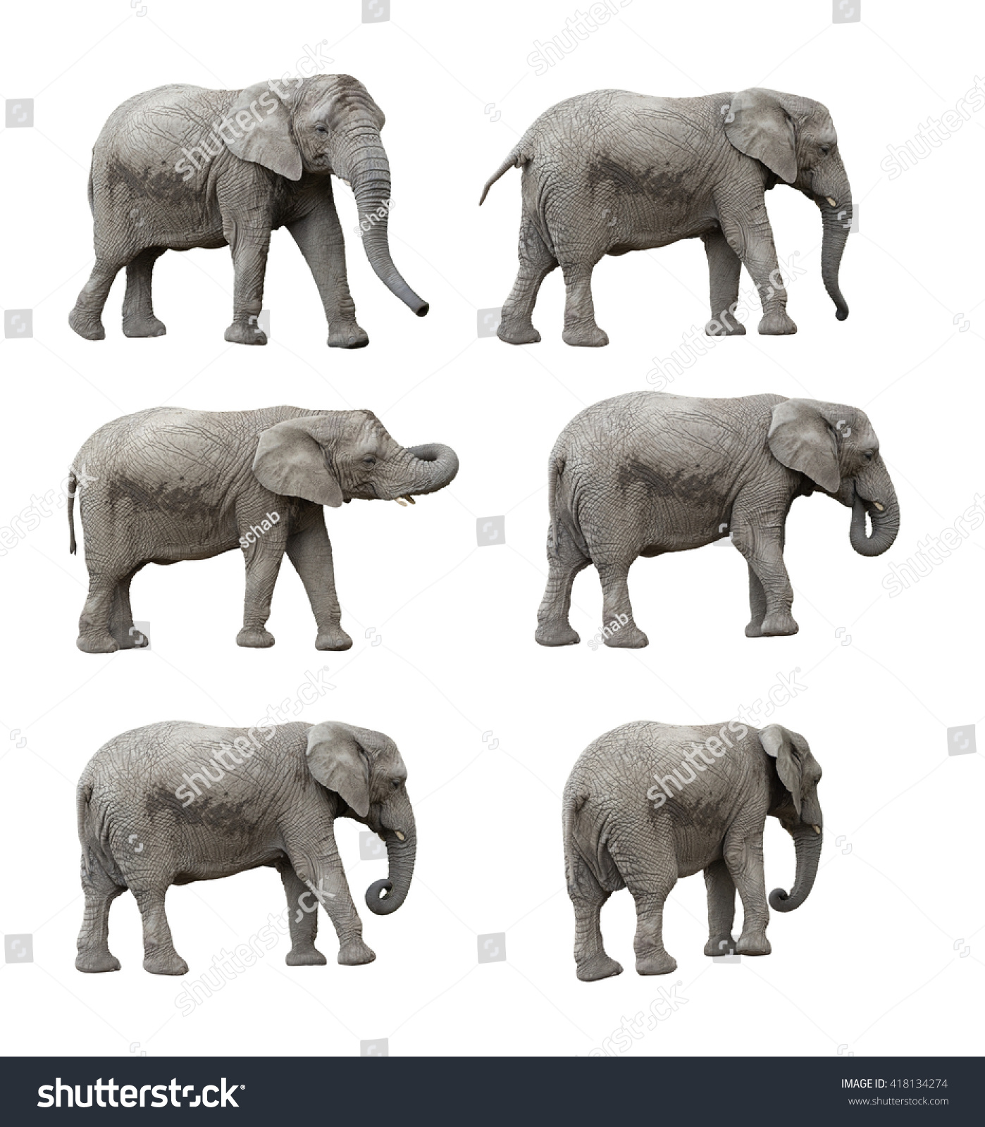 Elephant Set Clipping Paths Included Stock Photo 418134274 | Shutterstock