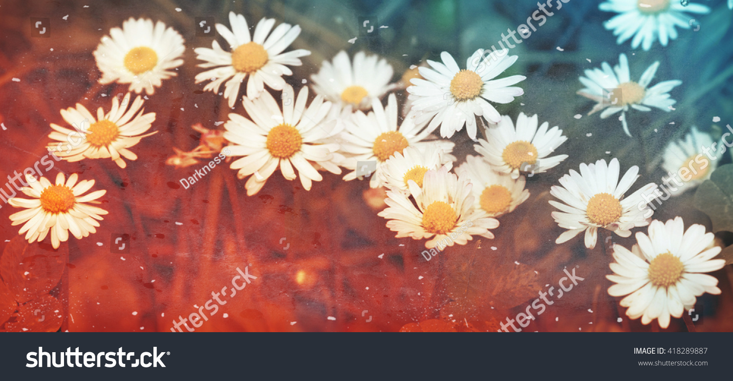 field of daisies vintage