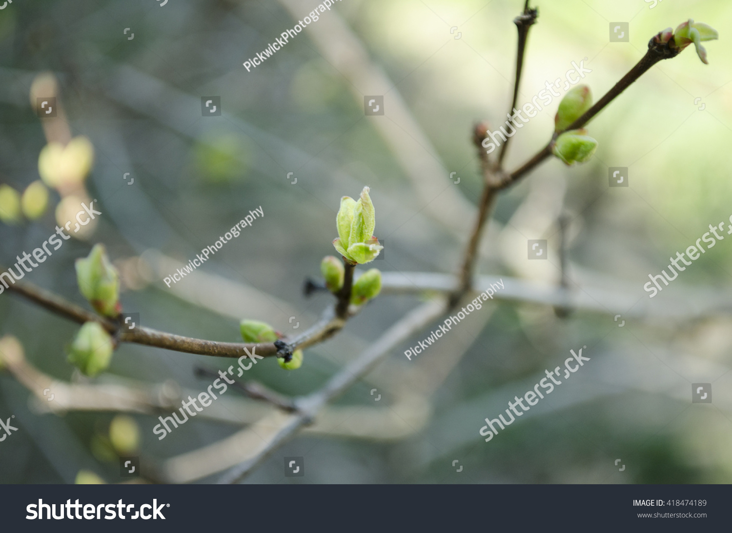 Tree Branch Budding Stock Photo 418474189 | Shutterstock