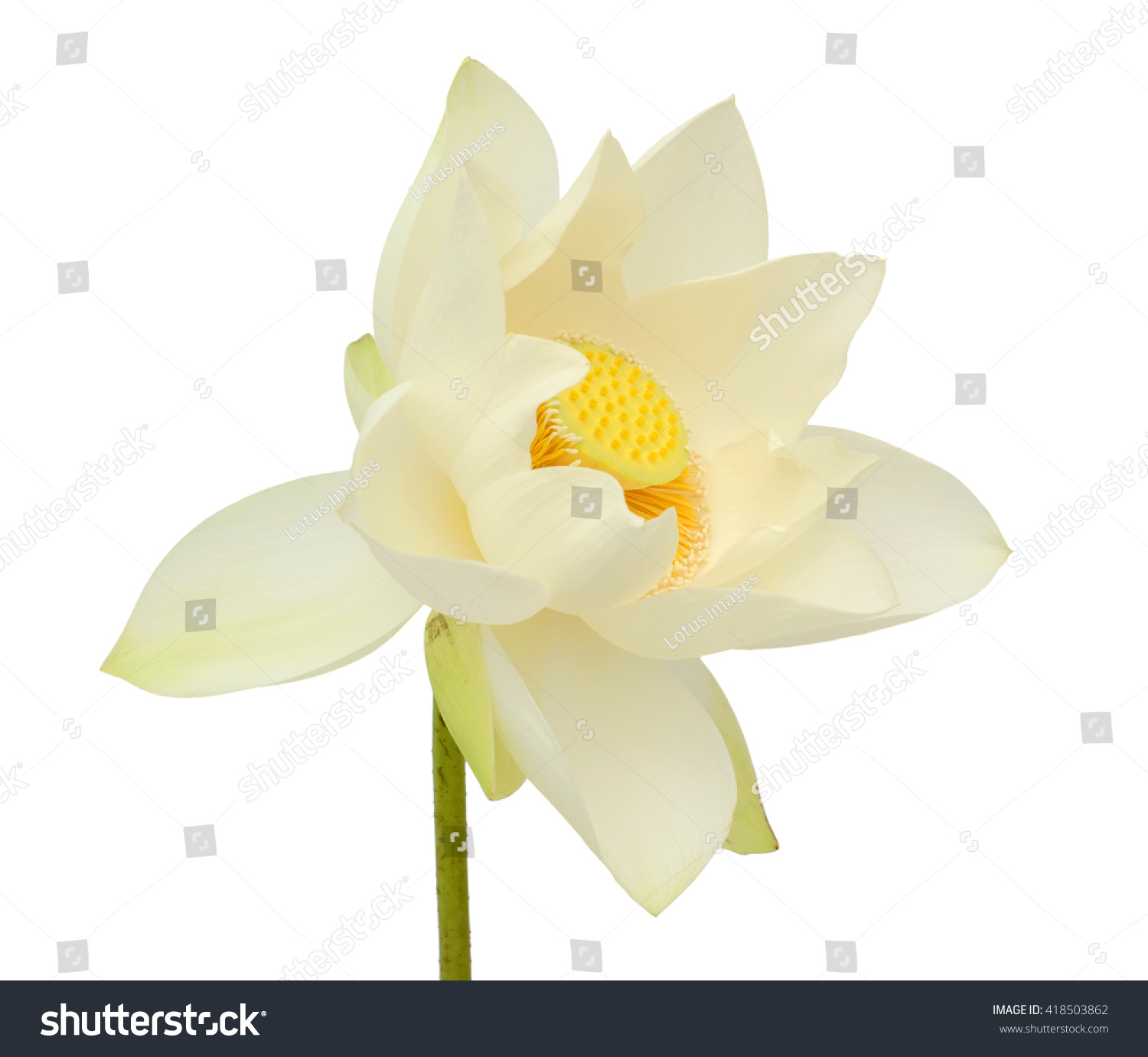 Beautiful White Lotus Flower Isolated On Stock Photo 418503862 ...