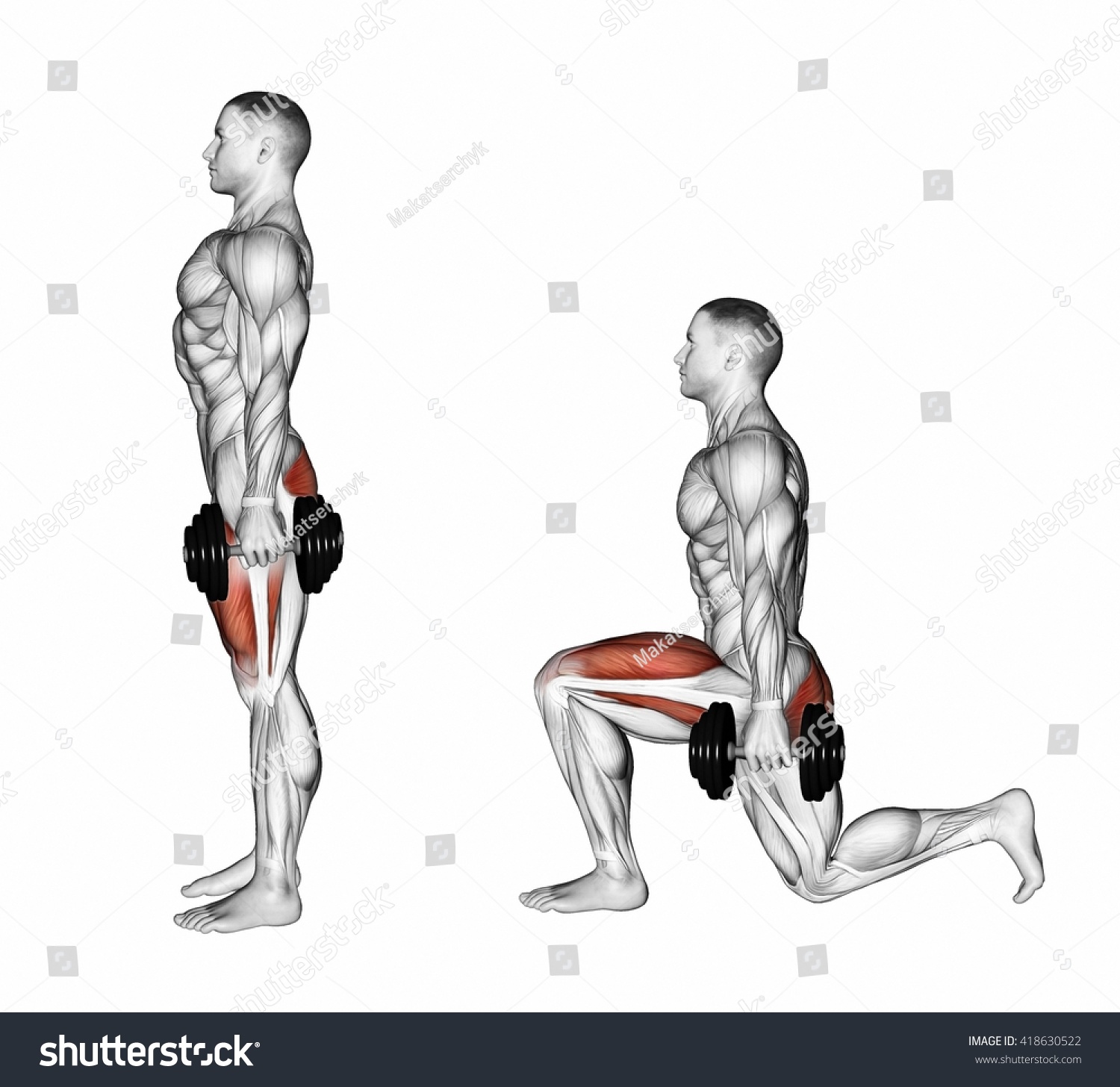 dumbbell lunges muscles worked
