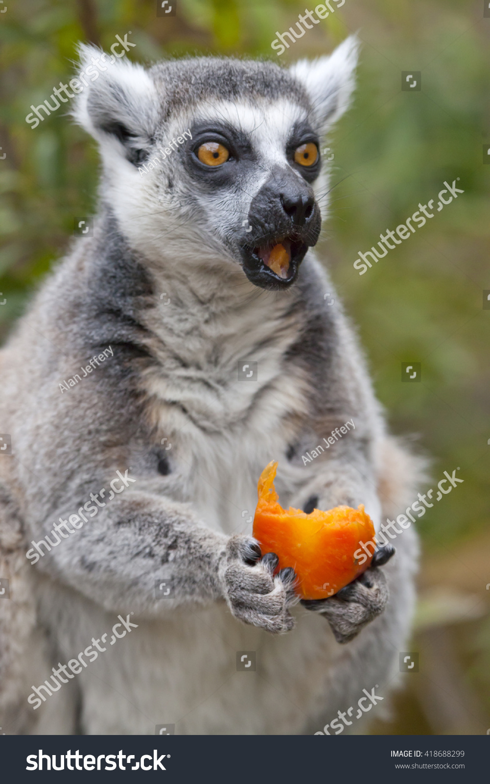 ring tailed lemur eating