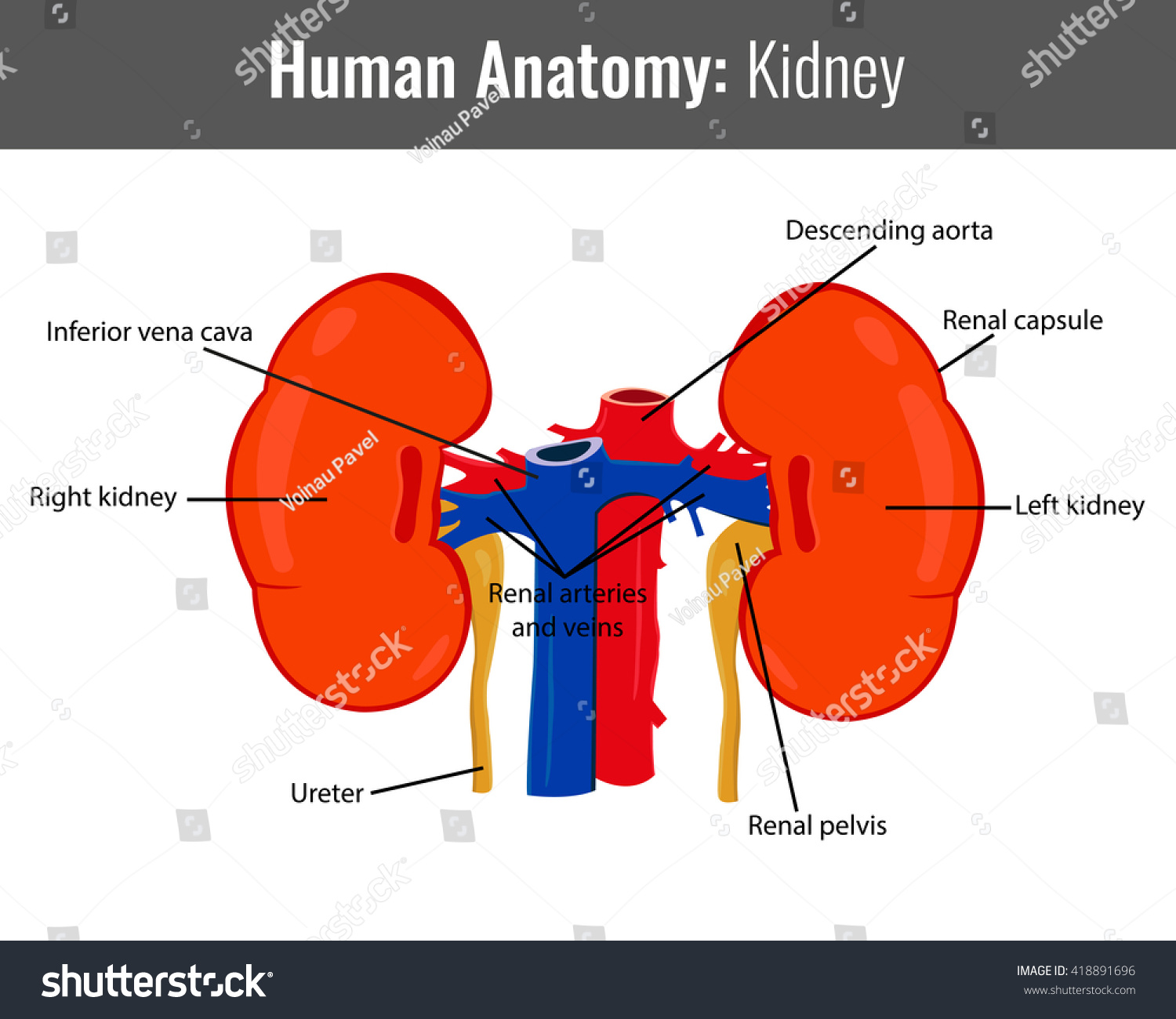 Human Kidney Detailed Anatomy Vector Medical Stock Vector (Royalty Free ...