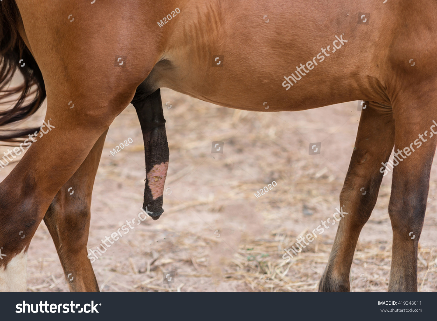 Picture of a horses penis - 🧡 Juno-April2018 Listen To Your Horse.