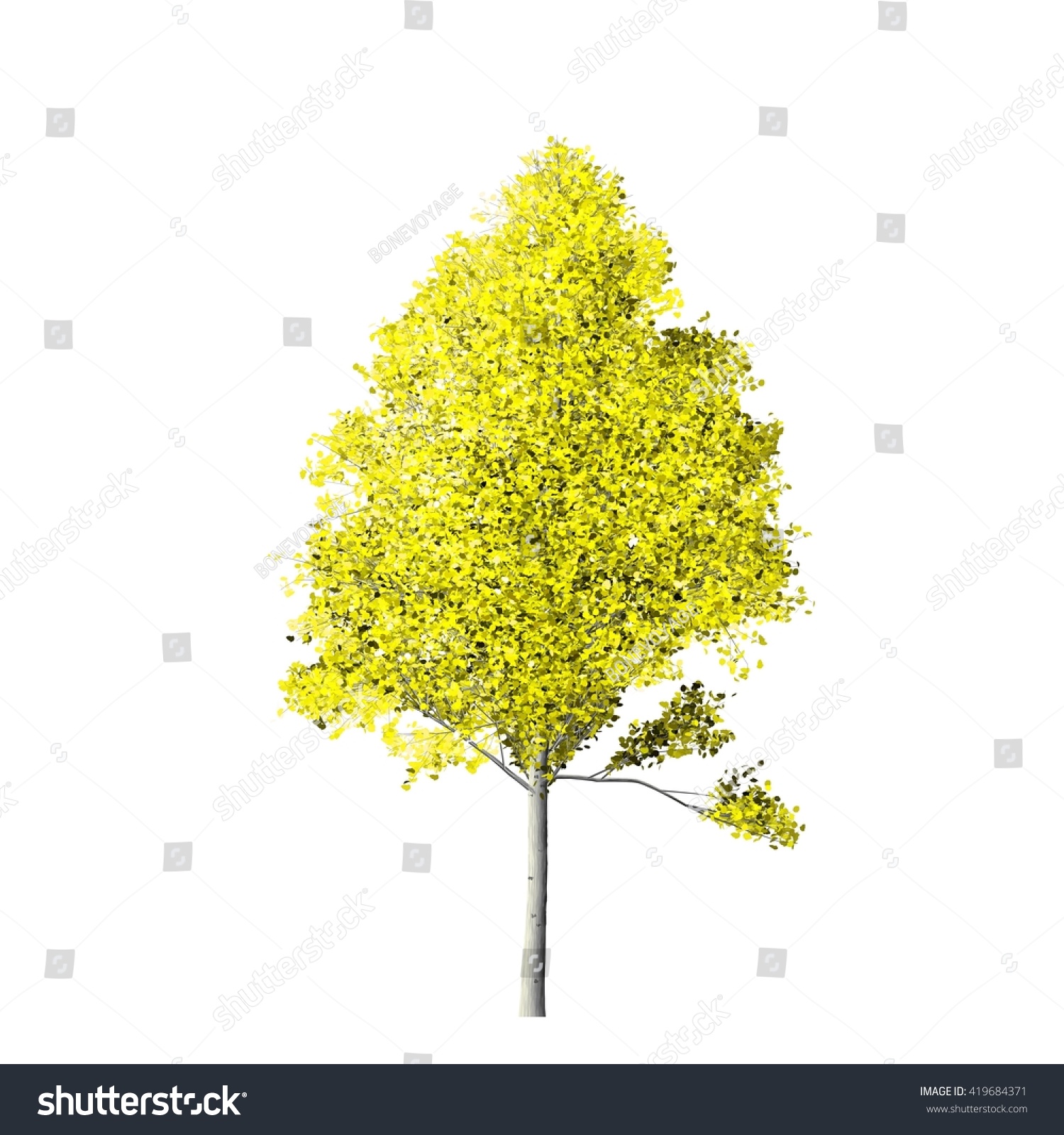 Aspen Tree Isolated On White Background Stock Illustration 419684371