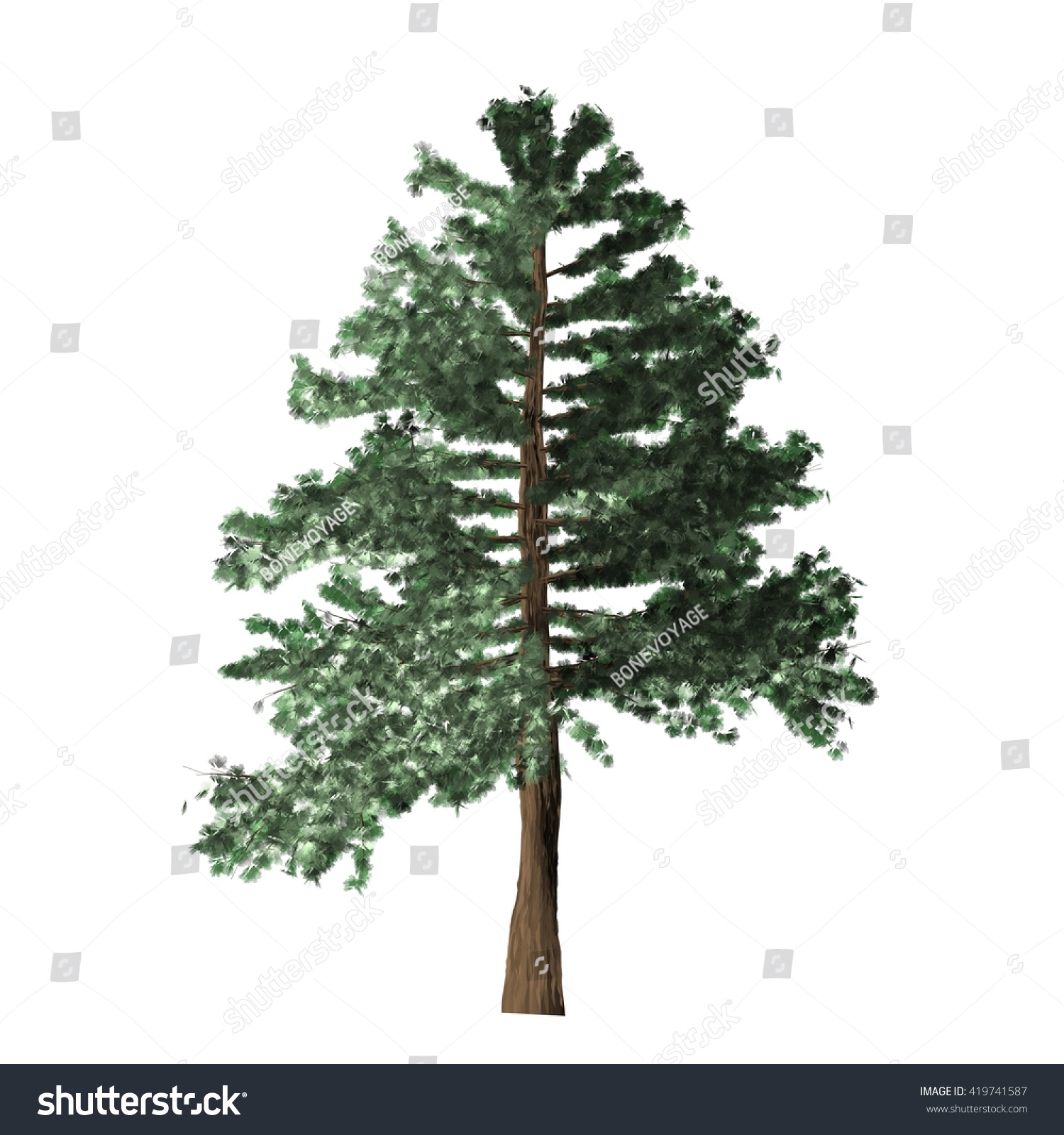 Pine Tree Isolated On White Background Stock Illustration 419741587 ...