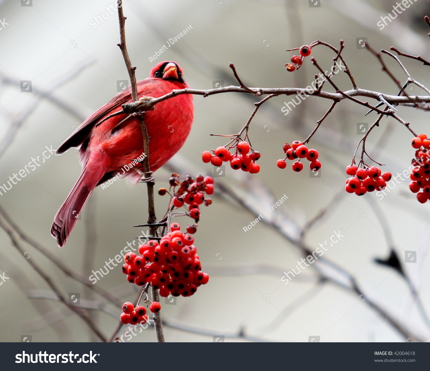 tree with red berries in winter