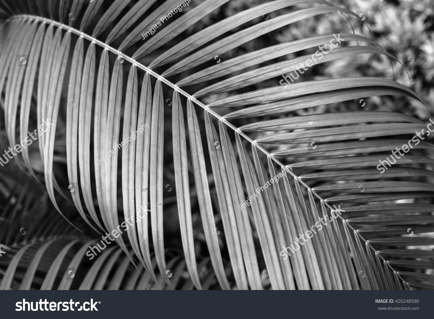 Low Key Black White Nature Background Stock Photo 420248590 | Shutterstock