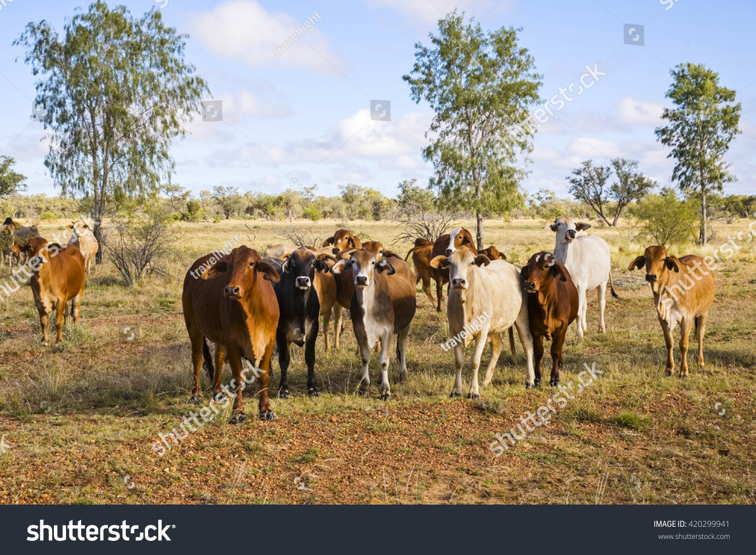 Brahman Cattle Outback Queensland Mixed Colours Stock Photo 420299941 ...