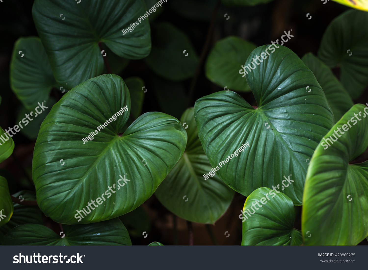 Low Key Lighting Nature Background Green Stock Photo 420860275 ...