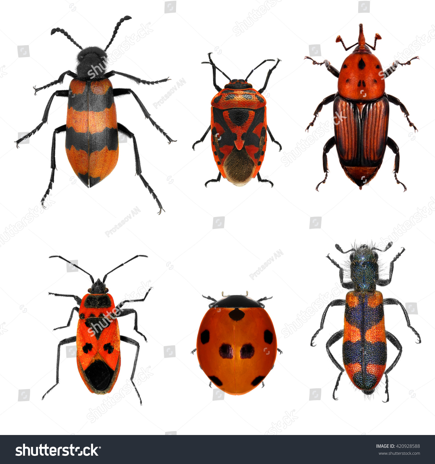 Insects Red Collection Beetles Bugs Isolated Stock Photo 420928588 ...