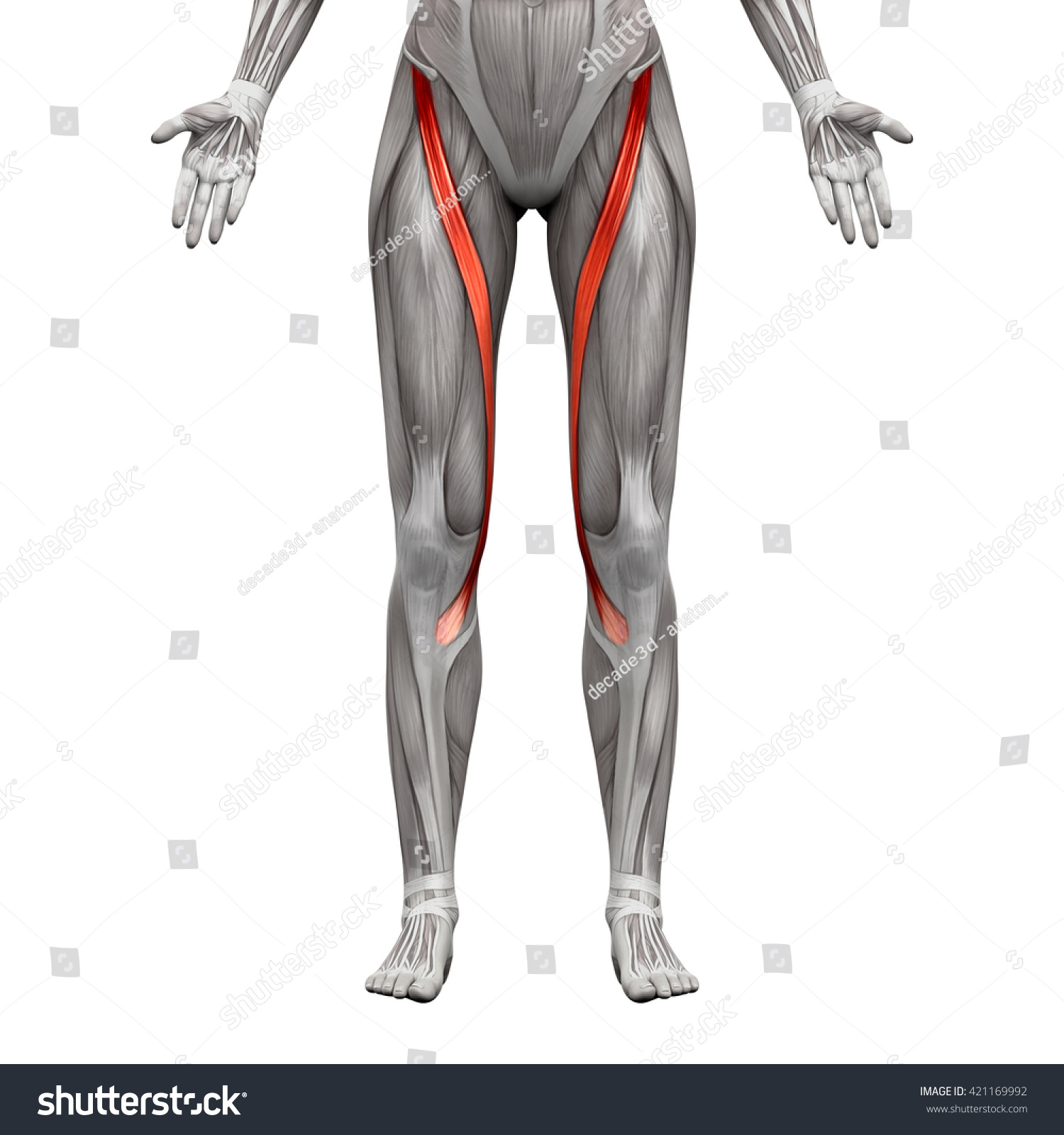 Sartorius Anatomy Muscles Isolated On White Stock Illustration ...