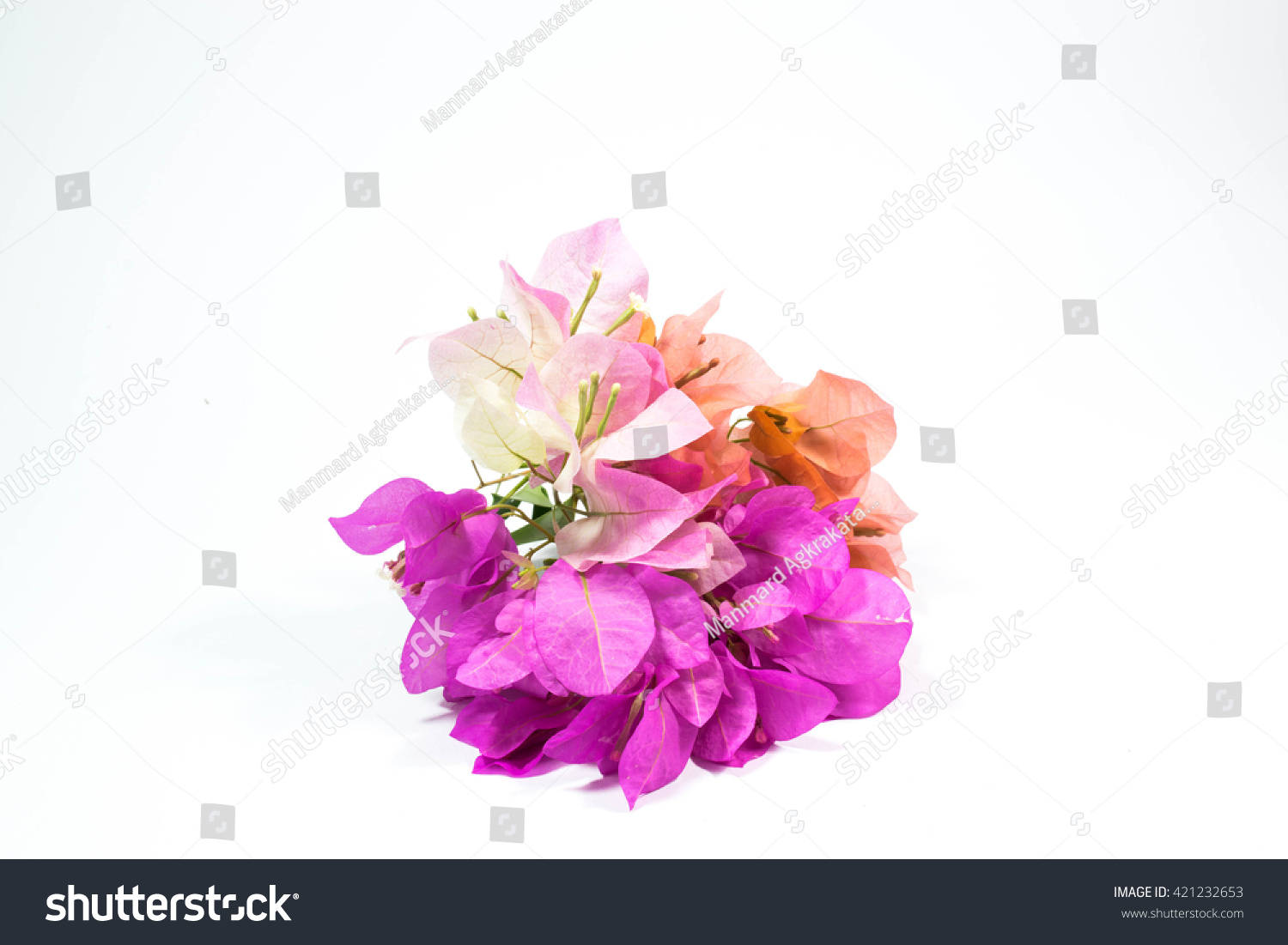 Three Color Flowers White Background Stock Photo 421232653 | Shutterstock