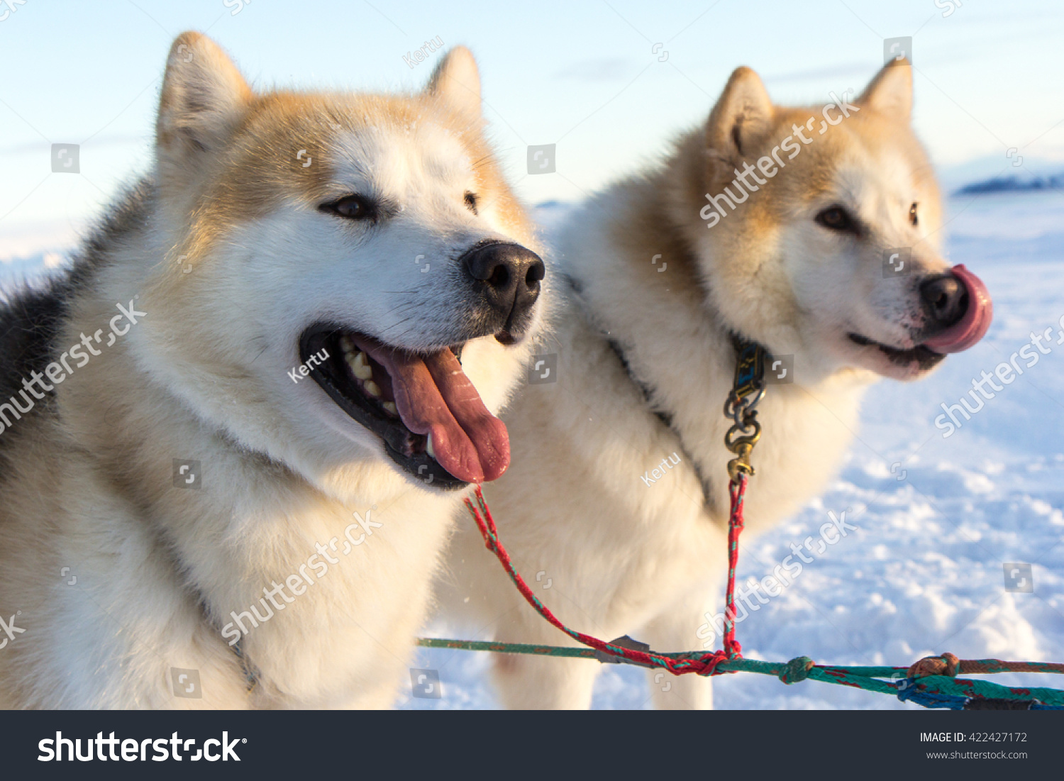 are there huskies in iceland